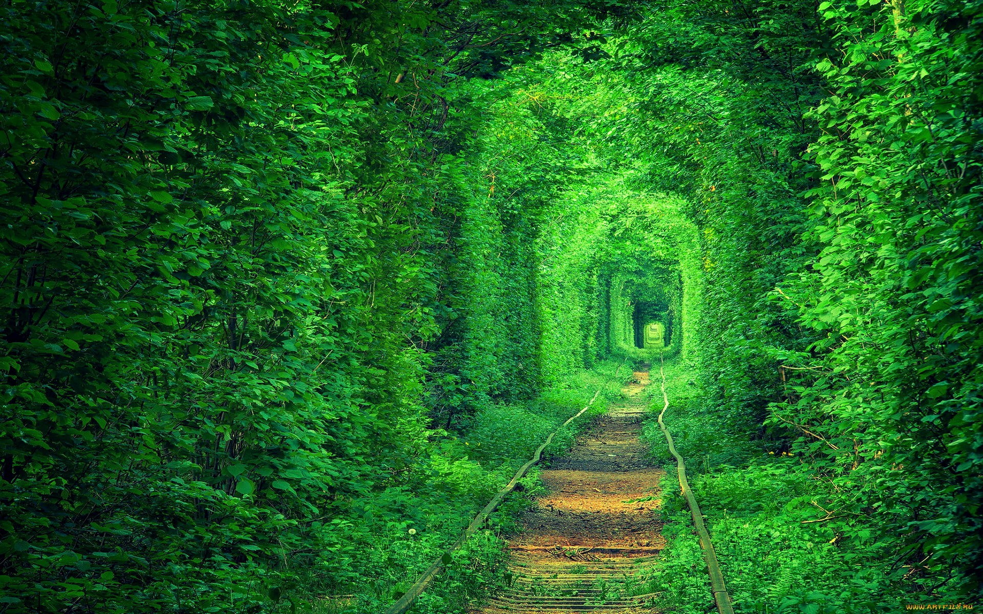 trees, tunnel, forest, plants, nature, railway, 1080P, path, green, HD Wallpaper