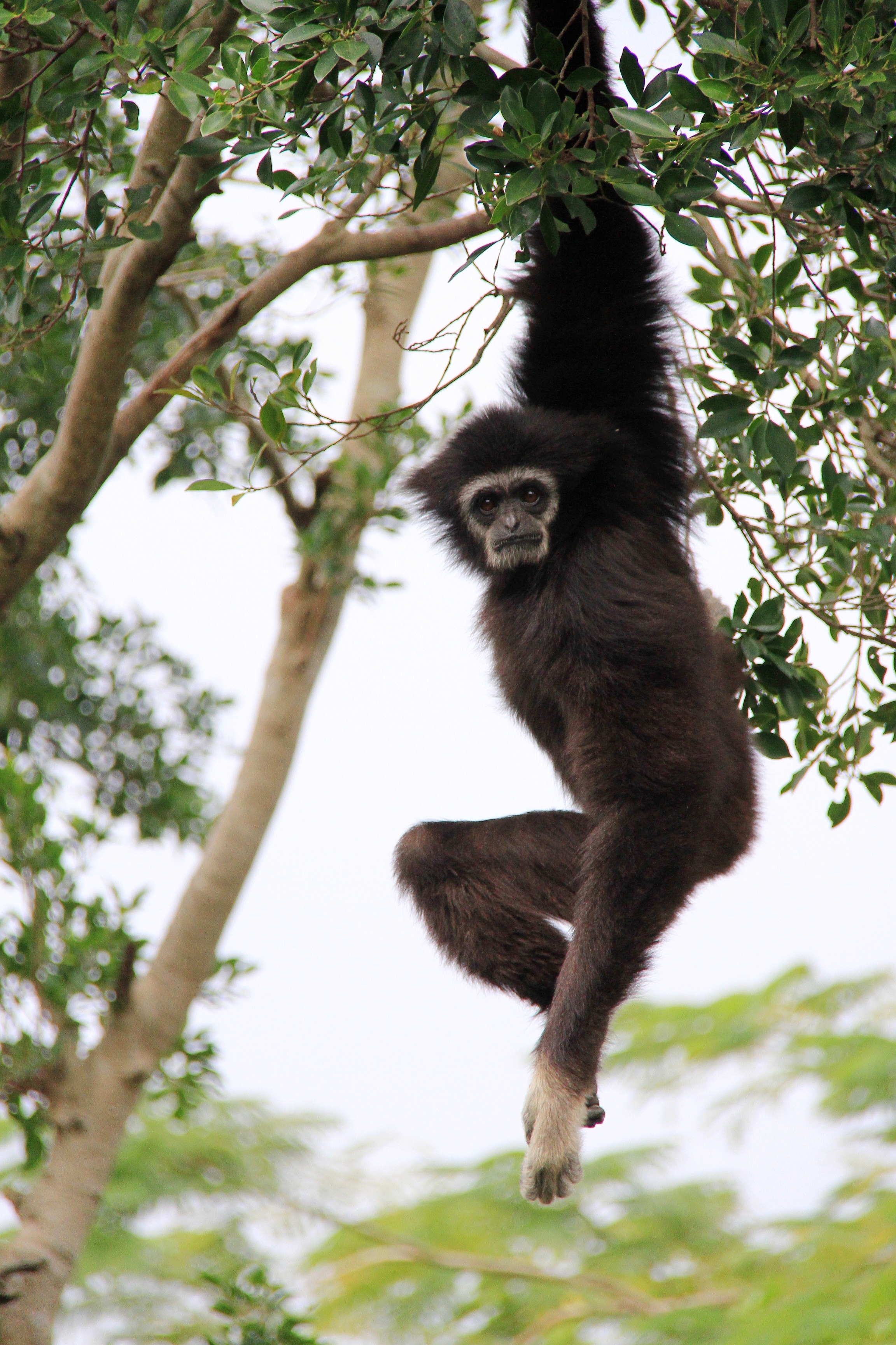 branch, plant, one animal, 2K, vertebrate, gibbon, tree, tree wood, ash black, sitting, low angle view, animals in the wild, no people, mammal, white face, Phone HD Wallpaper