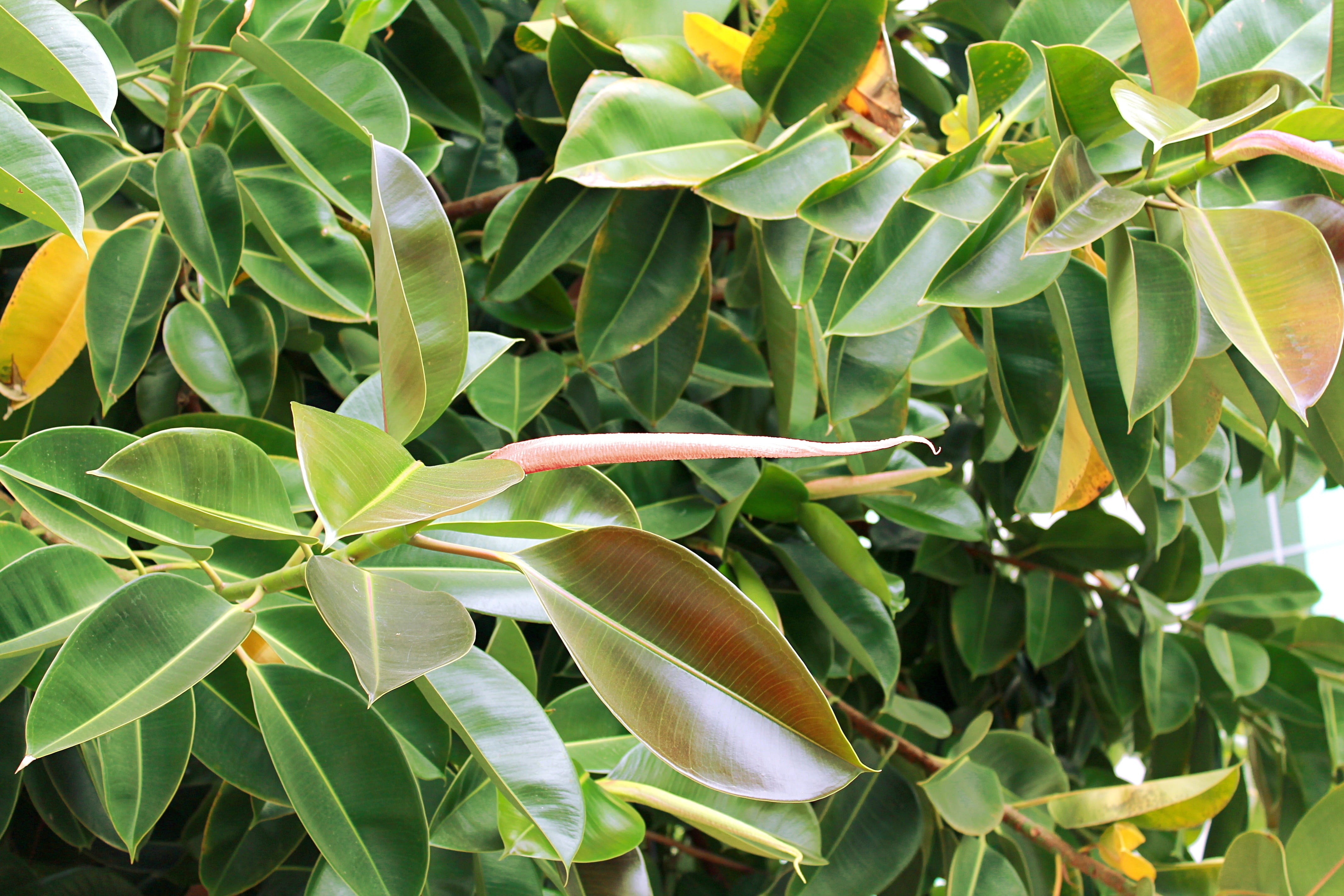 beauty in nature, leaves, 4K, agriculture, growth, ficus elastic, day, leaf, close-up, evergreen tree, no people, plant part, Pipal, houseplants, backgrounds, HD Wallpaper