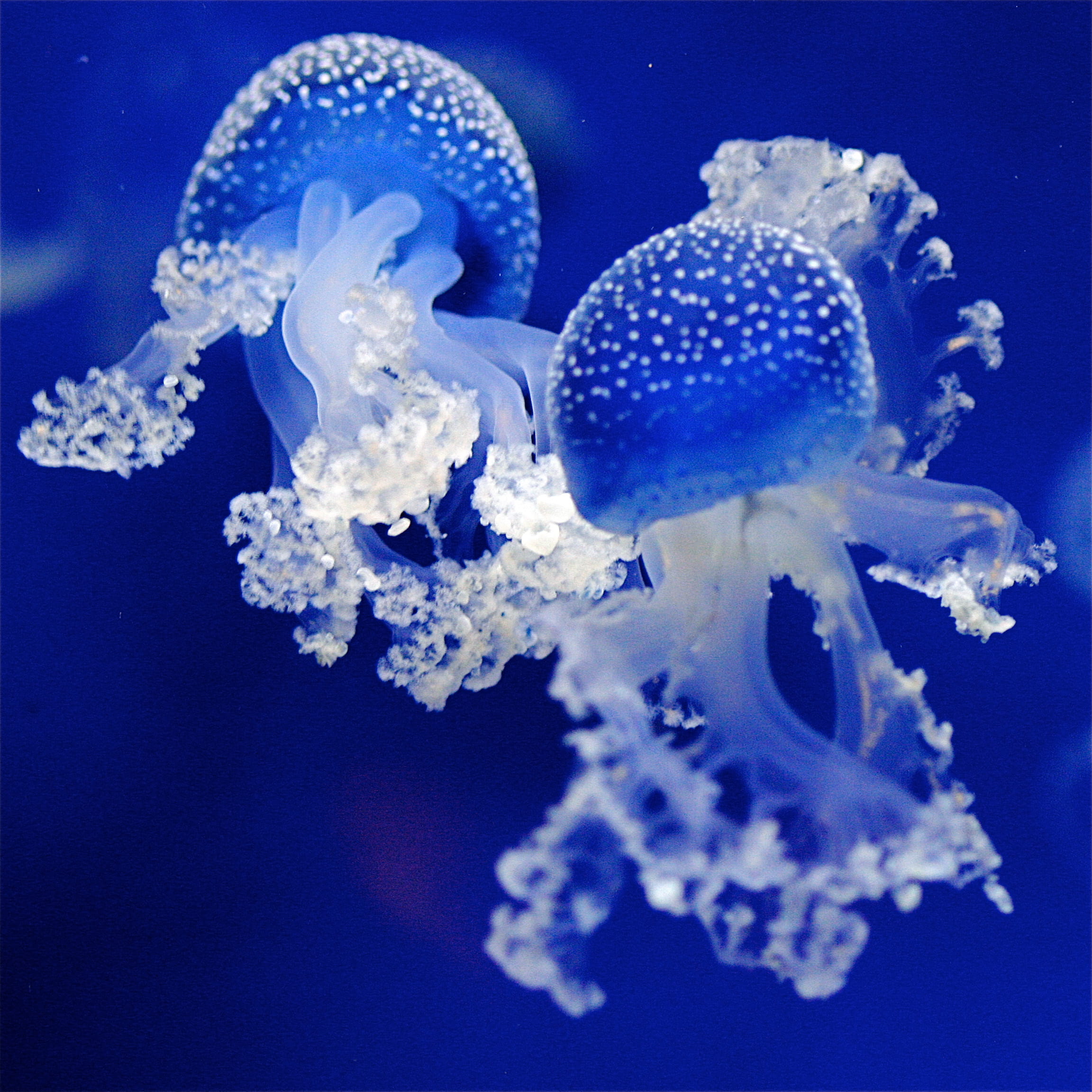 underwater, no people, undersea, animal themes, sea, beauty in nature, close-up, invertebrate, water, animals in the wild, jellyfish, 1080P, sea life, Phone HD Wallpaper