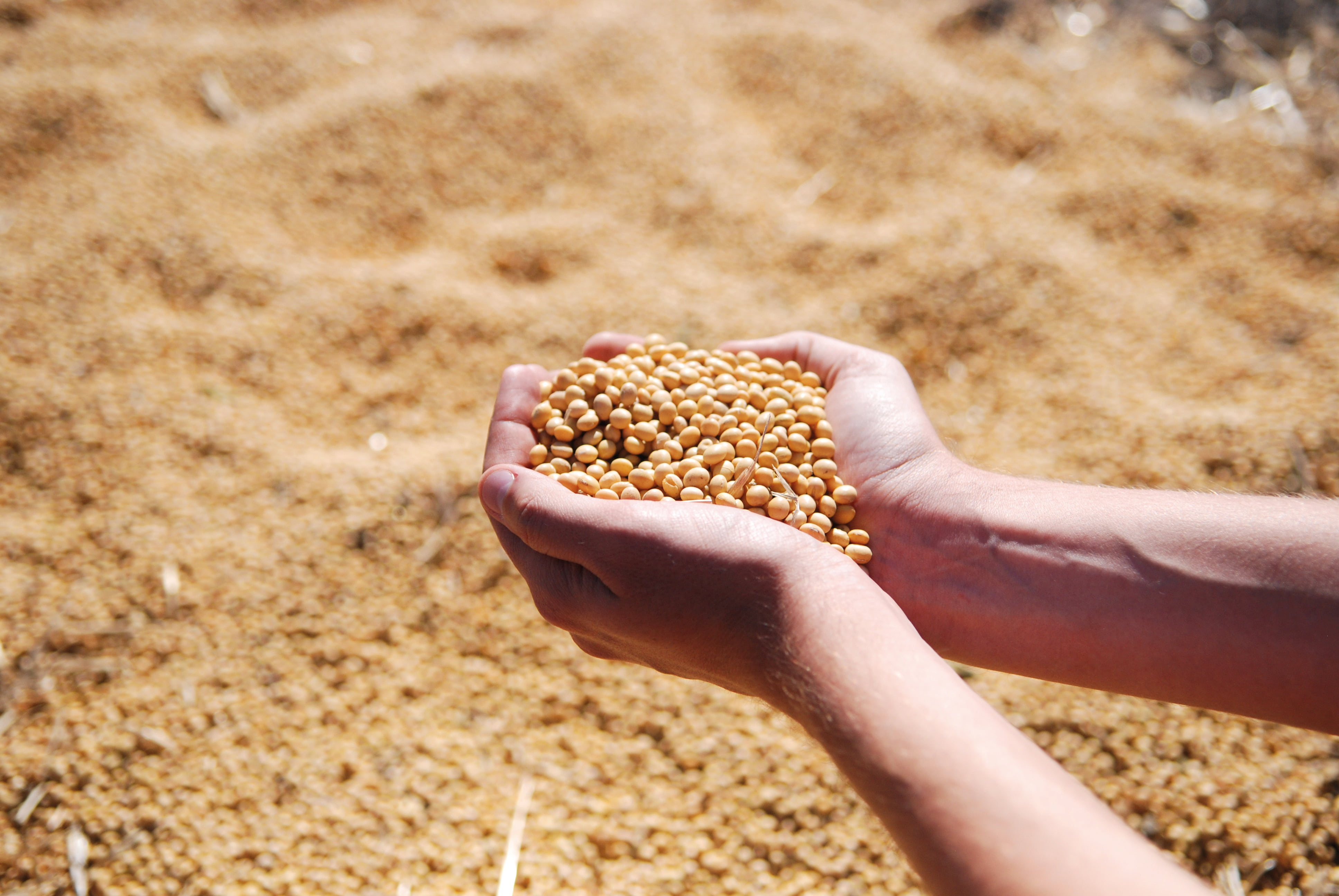 day, cereal plant, handful, holding, outdoors, one person, seeds, food, agro, summer, leguminous, wellbeing, human Hand, hand, agriculture, crop, human body part, HD Wallpaper