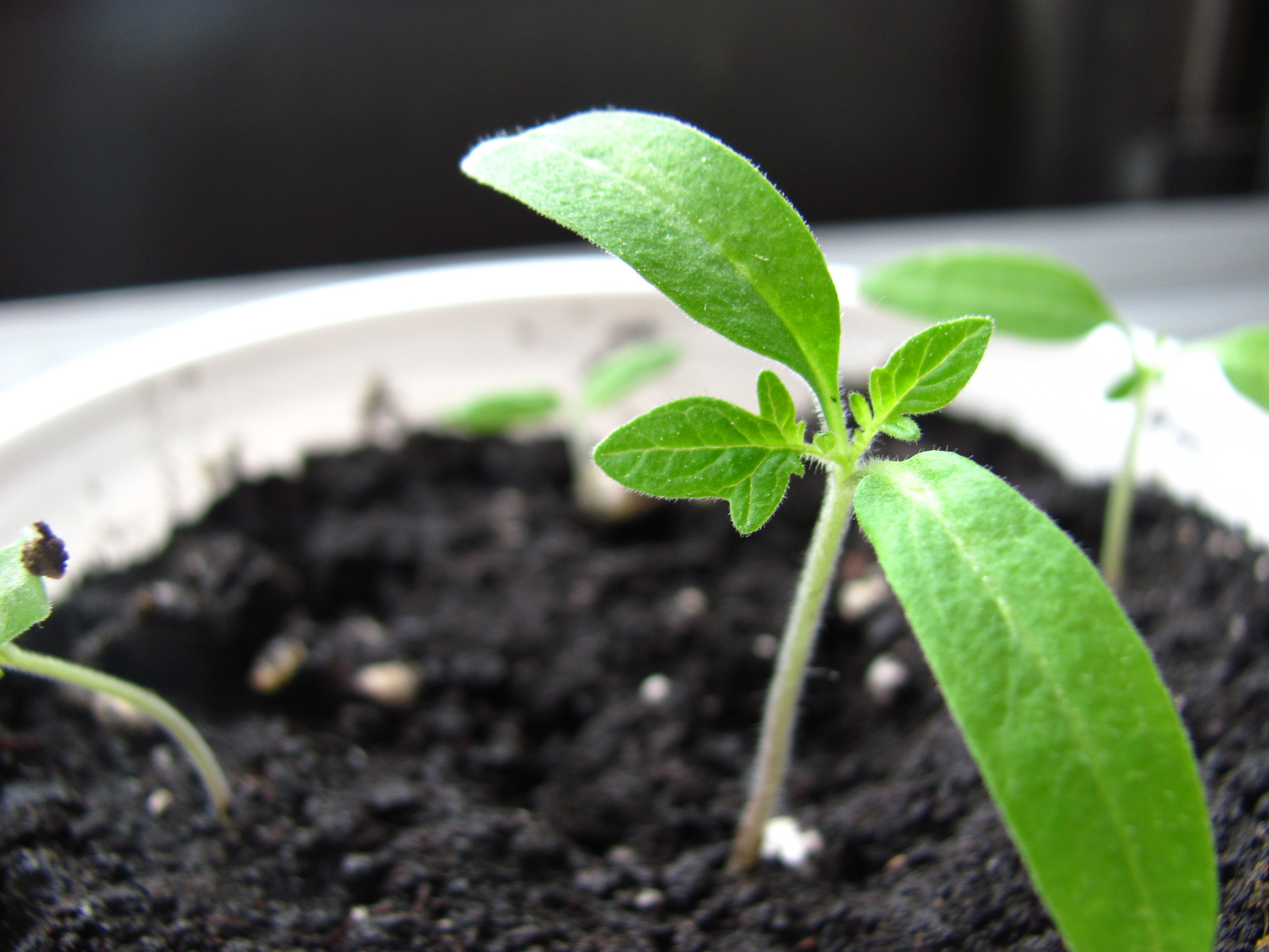 plant part, plant, small, photography, cultivated, nature, plantation, botany, green Color, beauty in nature, green, sapling, life, outdoors, potted, soil, HD Wallpaper