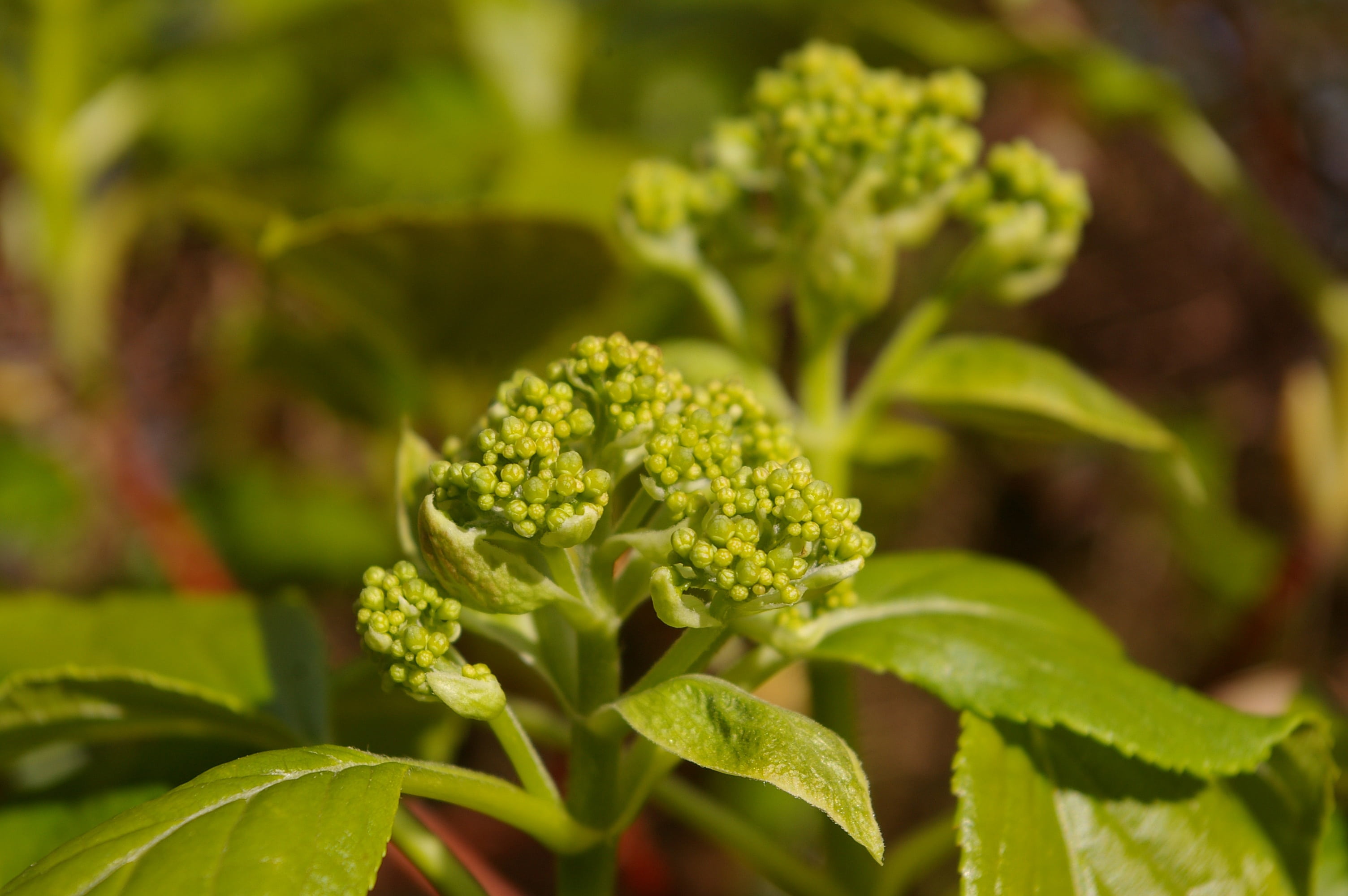 awakening, growth, food, spring, hydrangea, wellbeing, grow, young leaves, organic, frisch, no people, beauty in nature, live new, leaves, close-up, young, HD Wallpaper