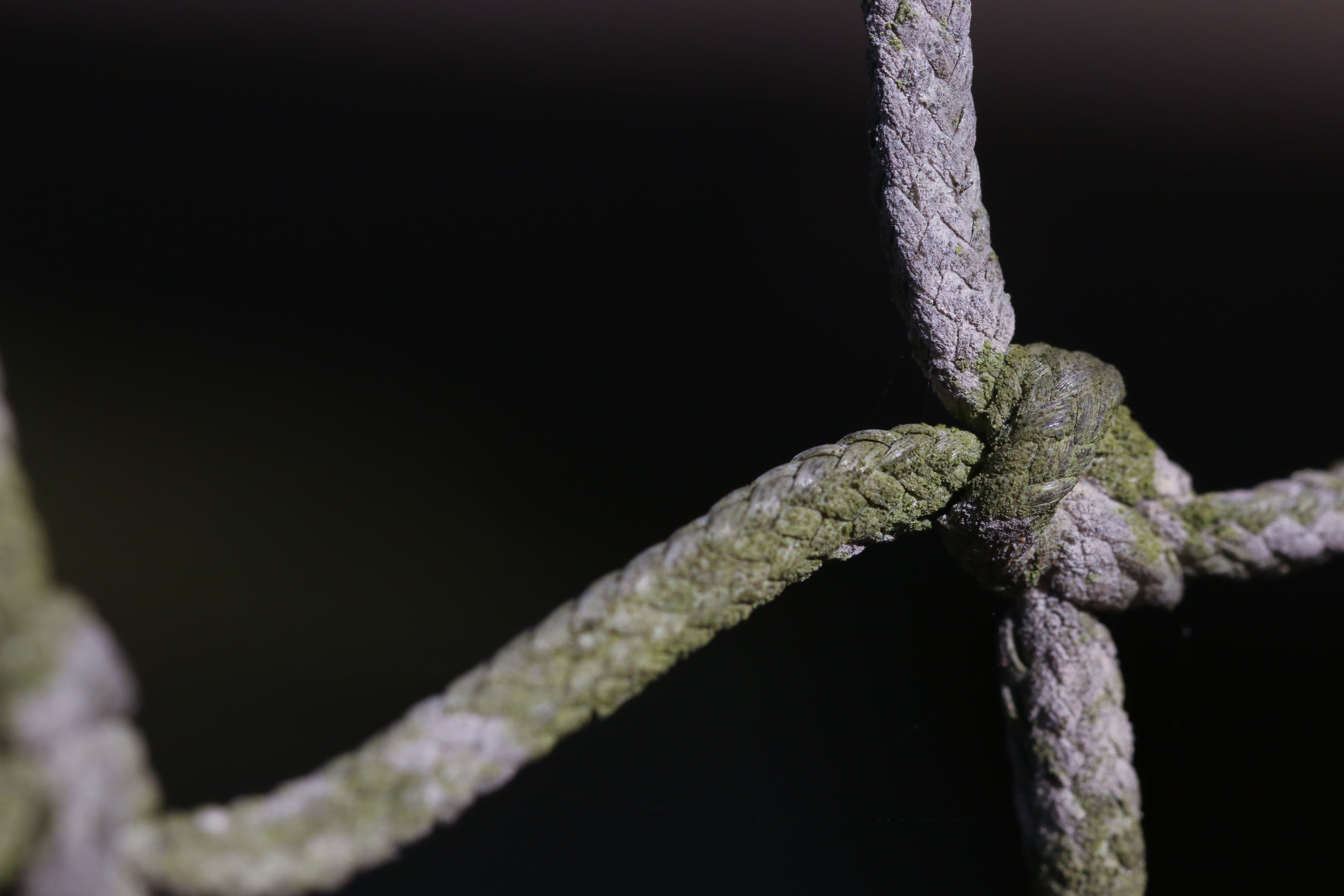 moss, animal themes, day, rope, animal wildlife, nature, selective focus, no people, focus on foreground, outdoors, 2K, green, close-up, one animal, knot, HD Wallpaper