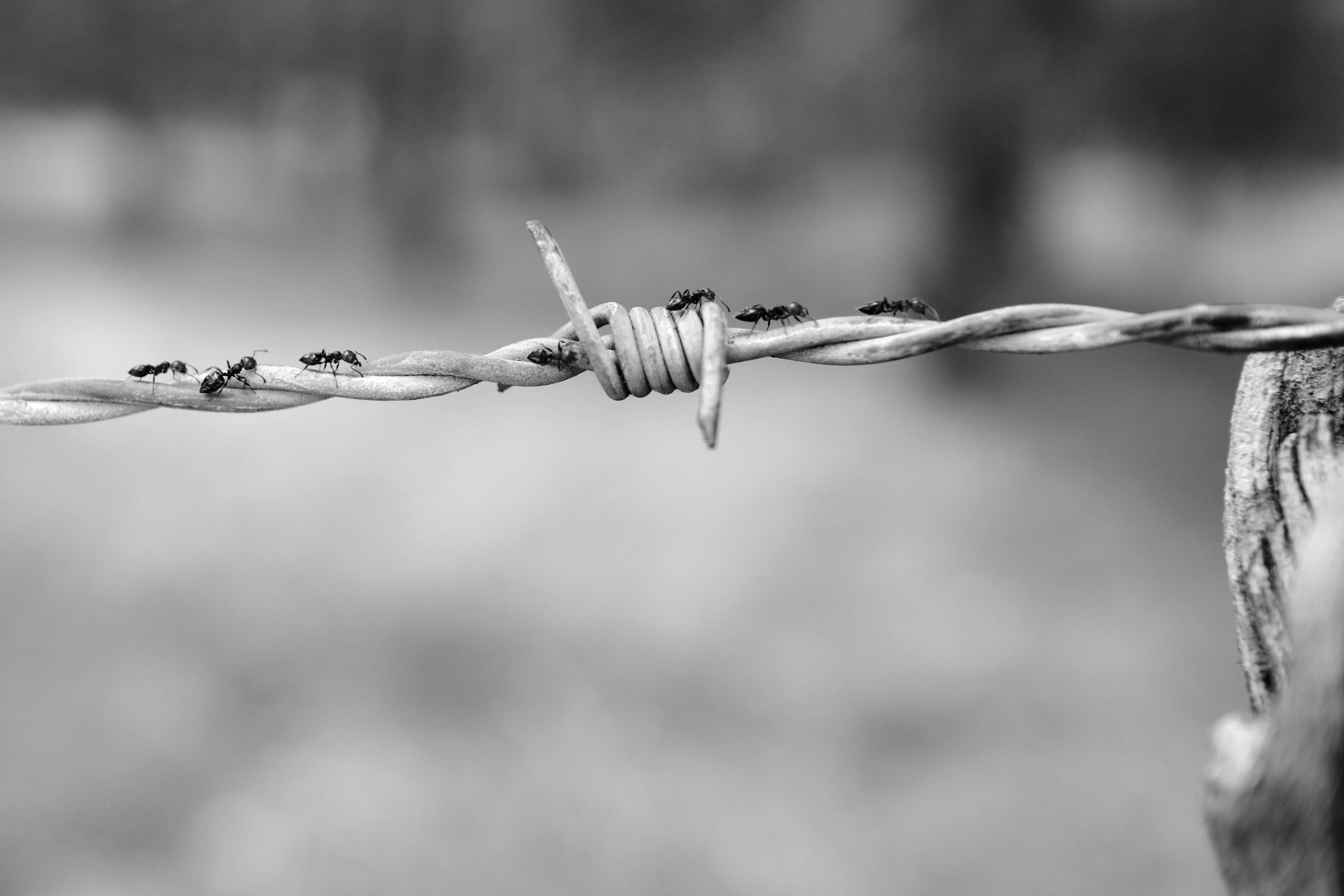 fence, wire, old, sign, barrier, safety, nature, tree, backgrounds, dry, focus on foreground, security, ants, macro, tied Knot, communication, colony, 4K, HD Wallpaper