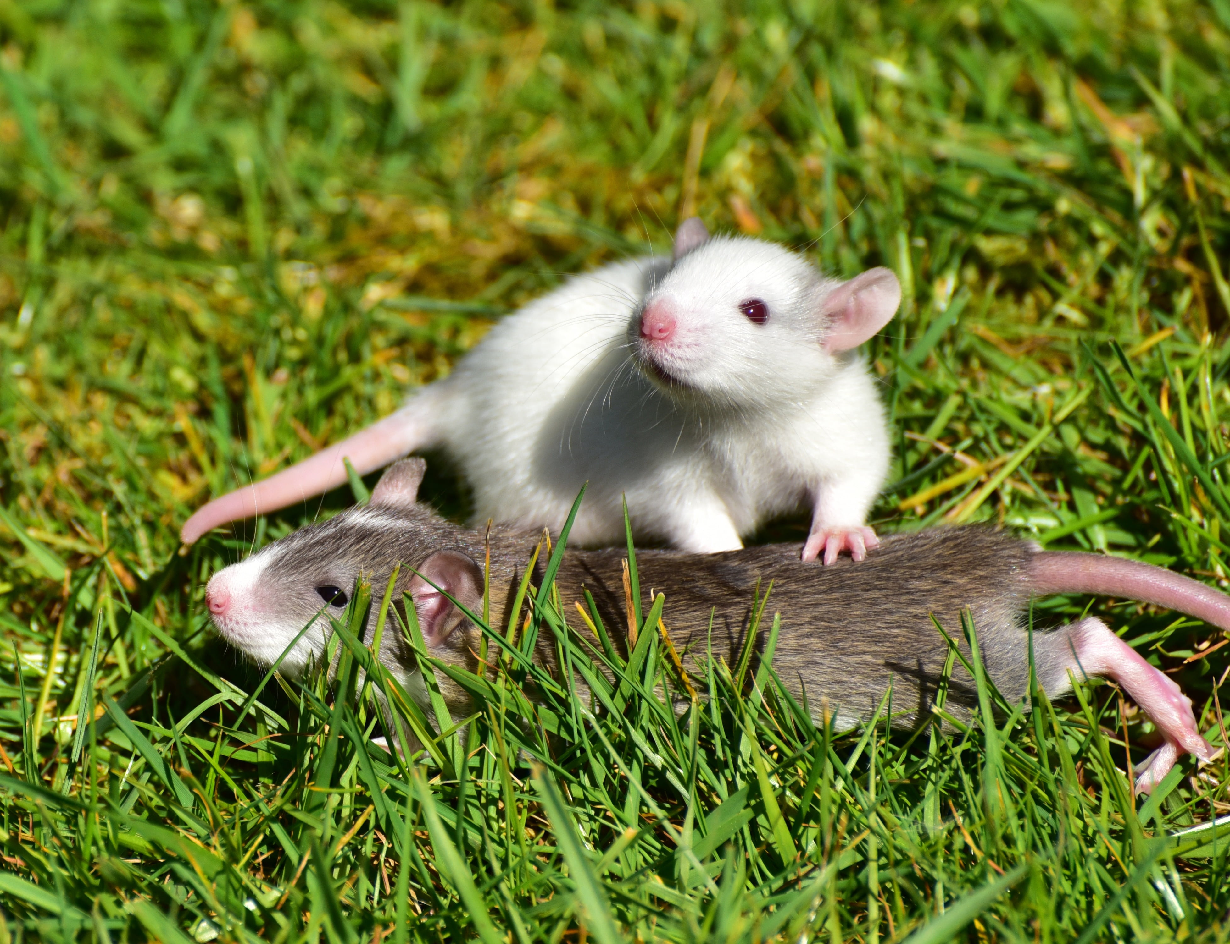 plant, land, lying, brown, nature, small, rodent, animal, vertebrate, mammal, fluffy, green, day, no people, needy, fur, daytime, animals in the wild, nager, HD Wallpaper