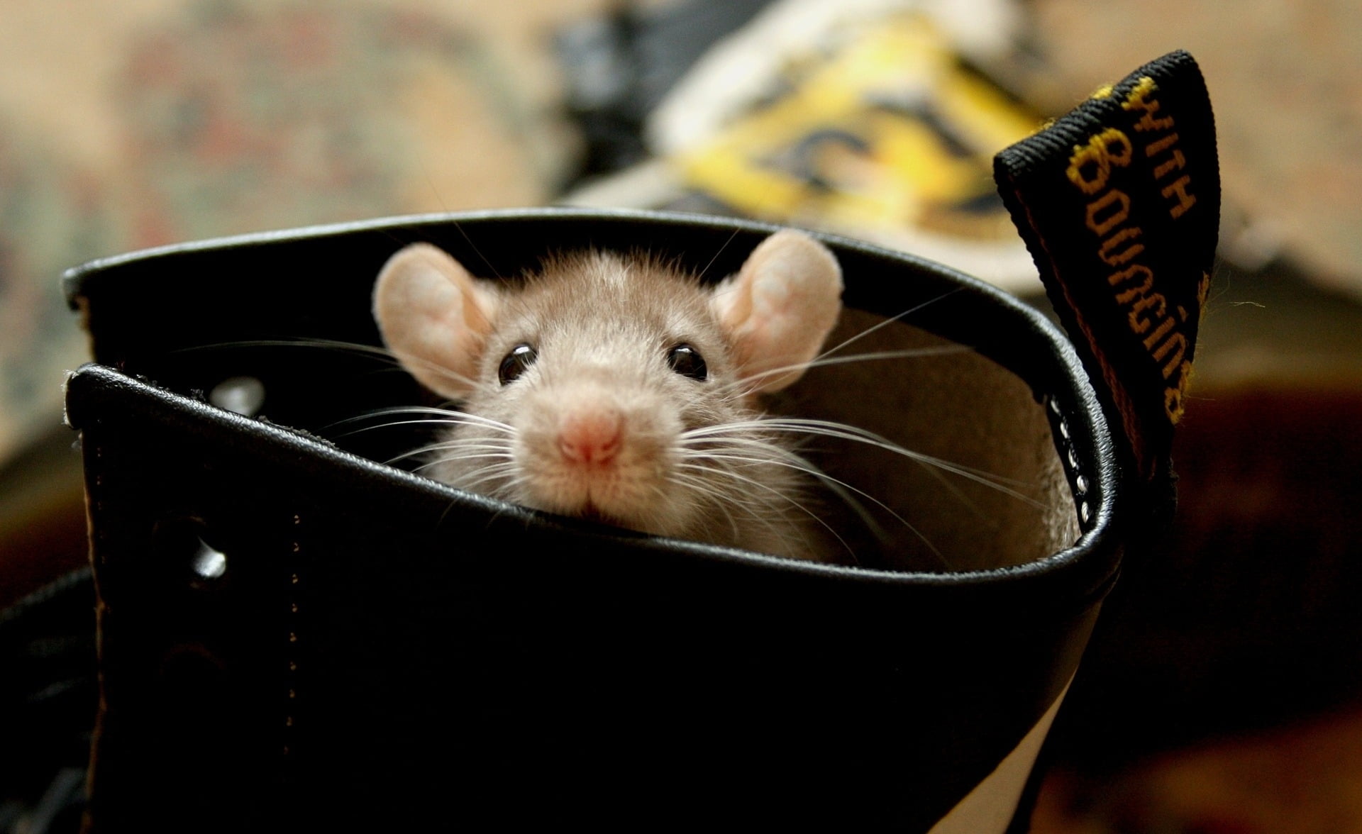 indoors, animal, pets, container, mammal, paw, looking at camera, domestic Animals, relaxation, ears, fluffy, animal head, fur, close-up, whisker, 1080P, HD Wallpaper