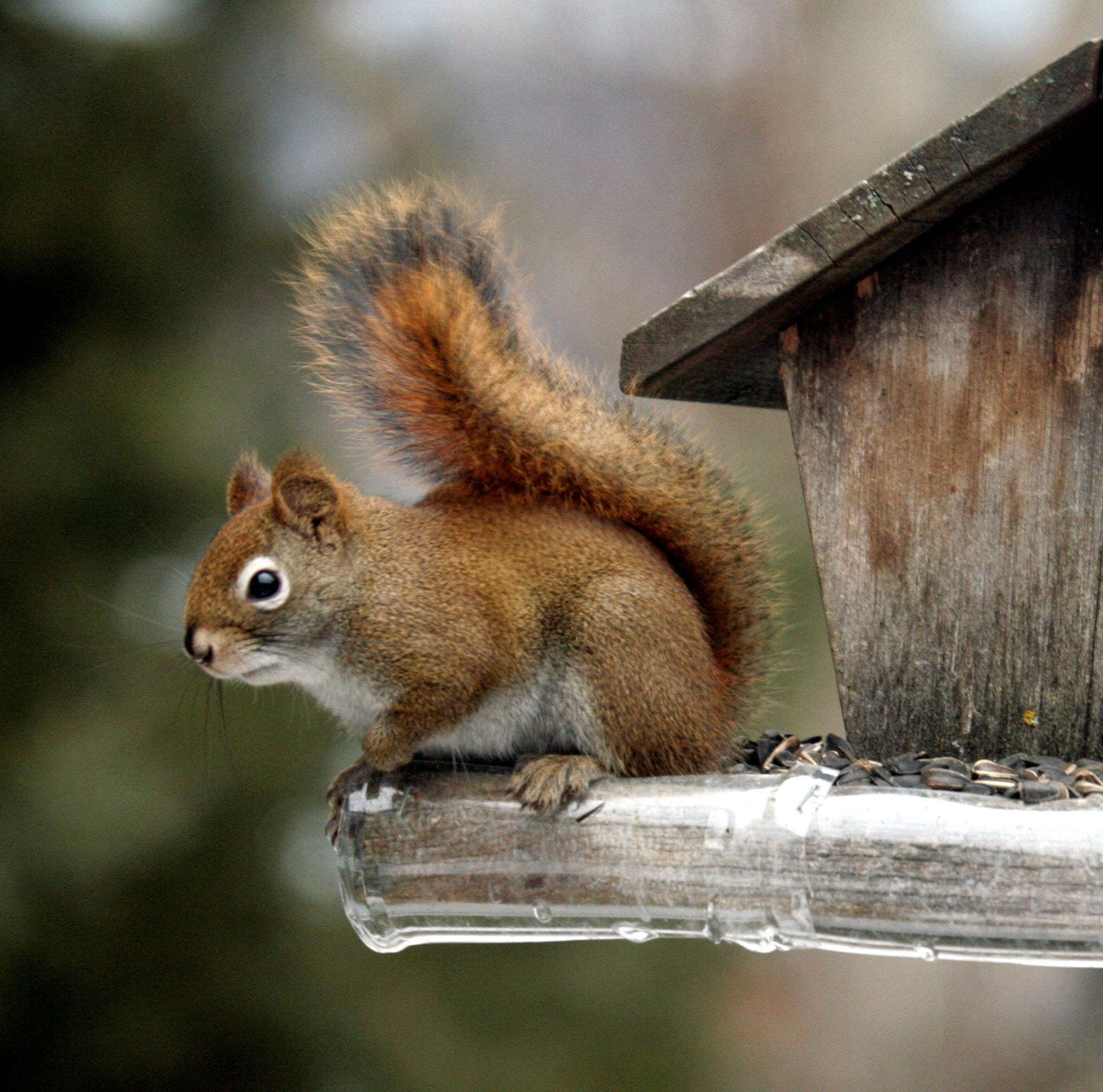 mammal, pet house, brown, cute, small, rodent, squirrel, birdfeeder, wooden, tree, Caught, pet, wildlife, outdoors, bokeh, forest, animal, 1080P, animals In The Wild, HD Wallpaper