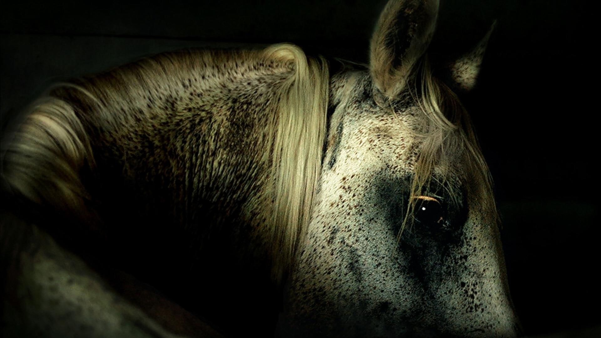 shadow, horses, ponies, horse, animals, nature, 1080P, white horses, HD Wallpaper