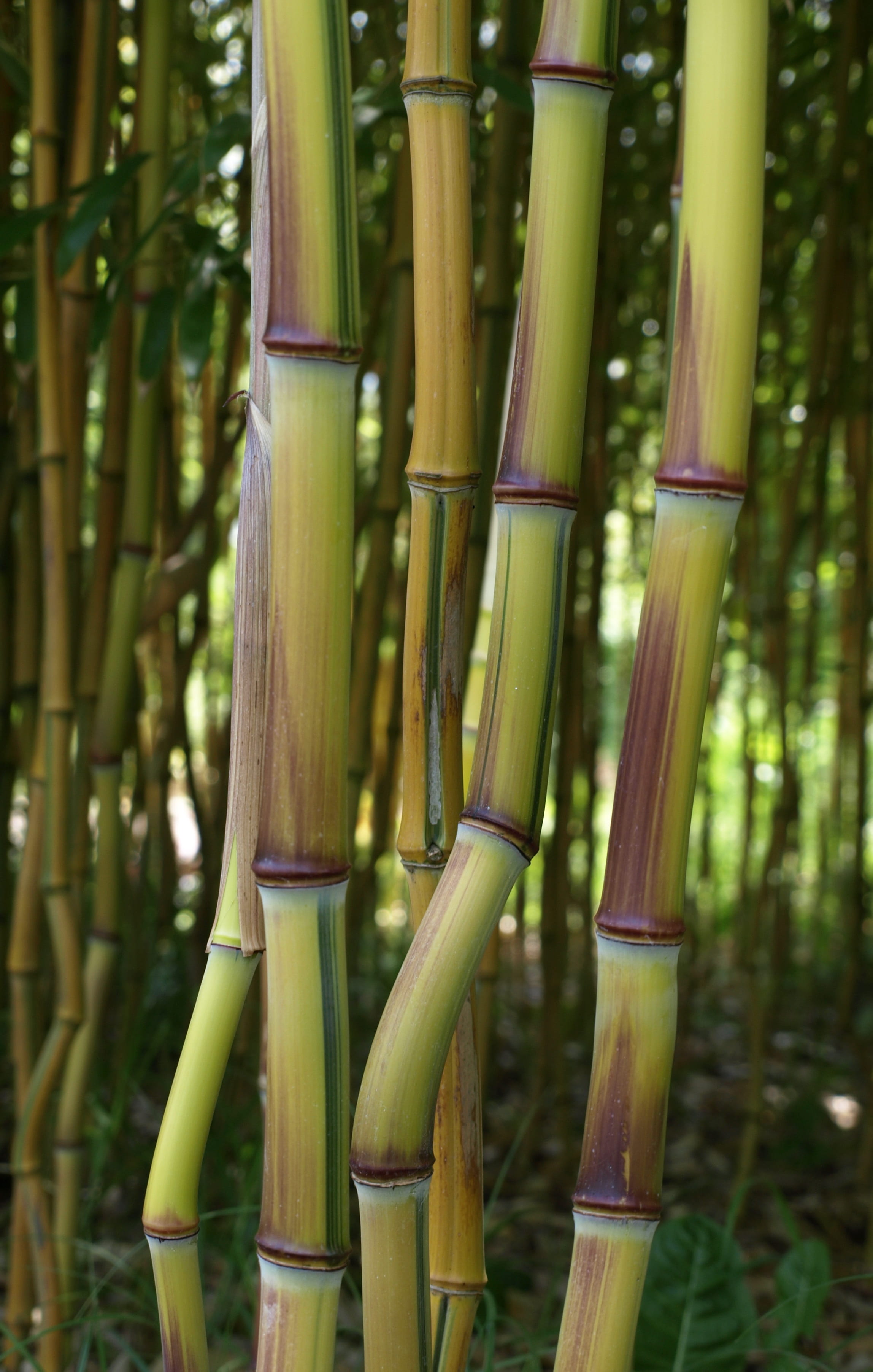 bamboo, plant, tranquility, wood - material, phyllostachys aureosulcata, bamboo grove, gold bamboo tube, bamboo - plant, nature, bamboo greenhouse, aureosulcata spectabilis, Phone HD Wallpaper