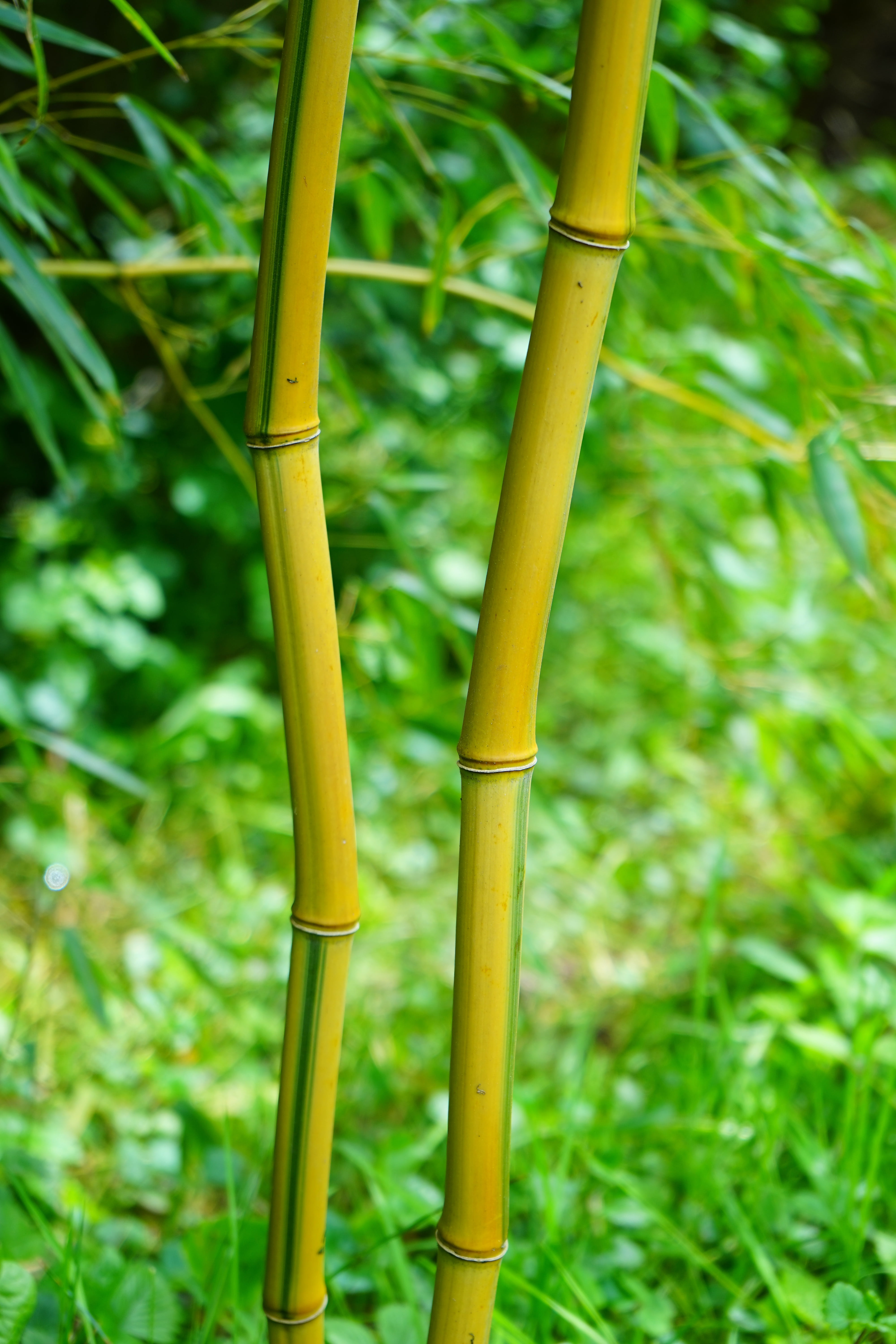 yellow, bamboo - Plant, aureocaulis, gold bamboo tube, bamboo, wood, bamboo garden, green, leaf, stalk, green Color, sunlight, field, forest, outdoors, Phone HD Wallpaper