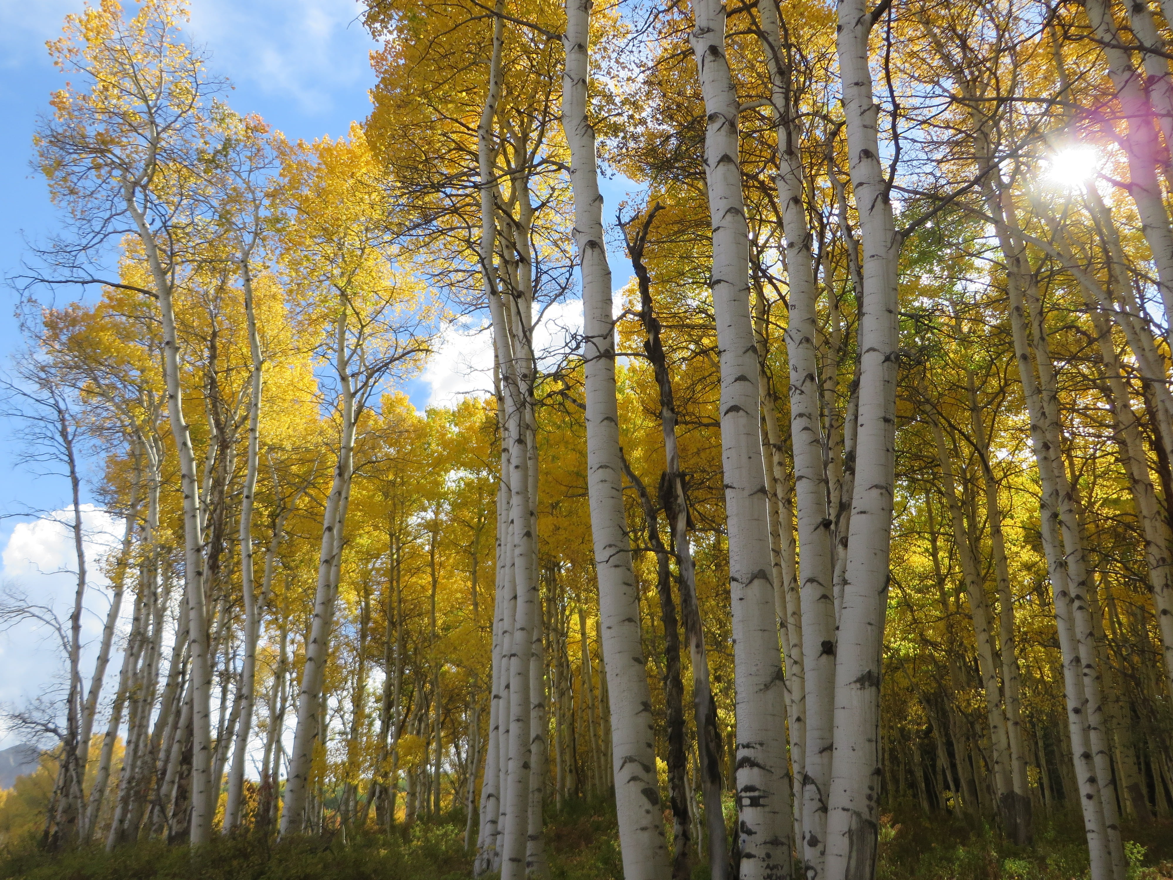 sun, aspen, colorado, natural, bamboo - plant, tree trunk, fall, yellow, scenics - nature, outdoors, trunk, growth, forest, change, day, lens flare, land, HD Wallpaper