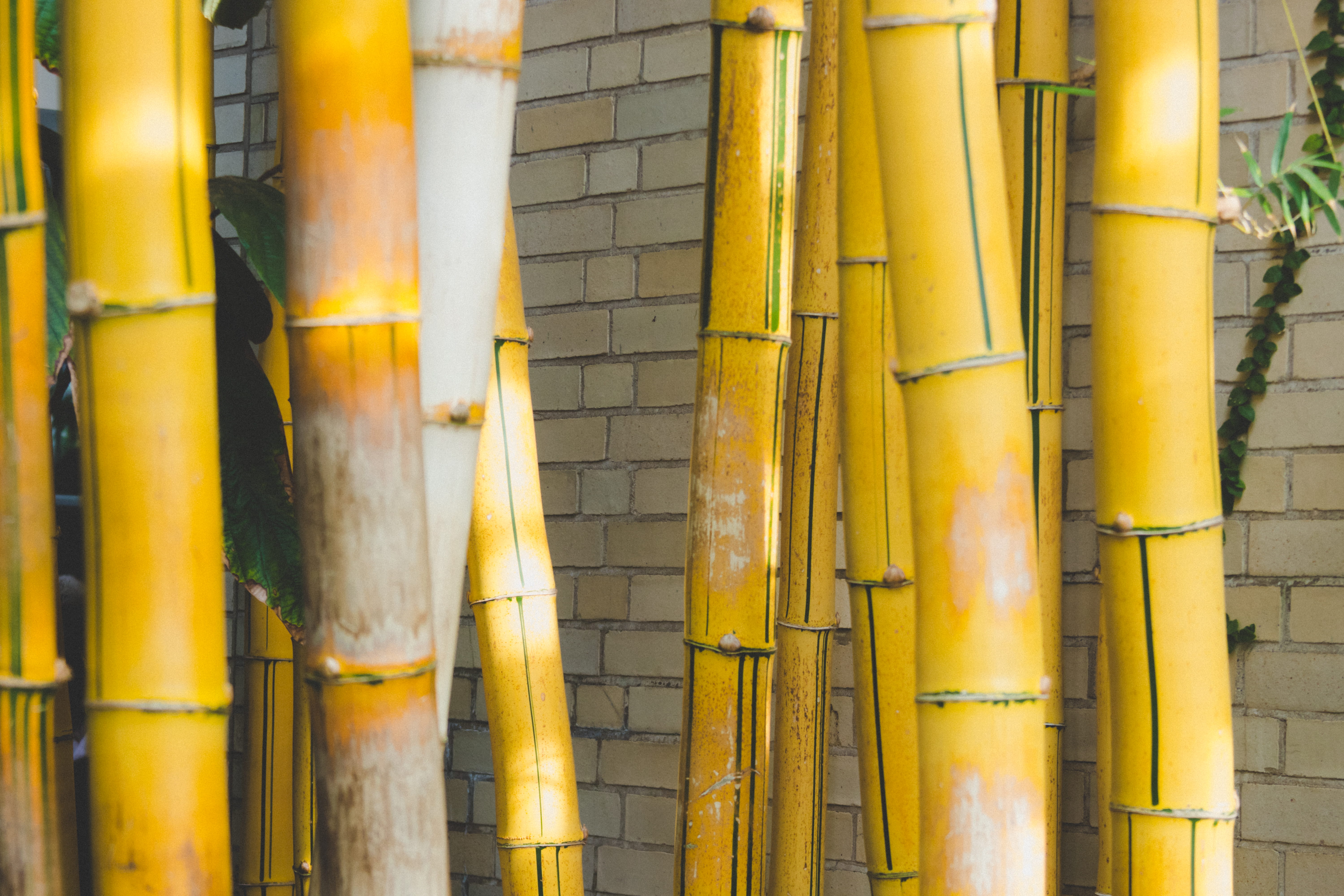 outdoors, nature, metal, full frame, yellow, pattern, barrier, pipeline, bamboo - plant, garden, washington, 5K, explore, flora, united states botanic garden, HD Wallpaper