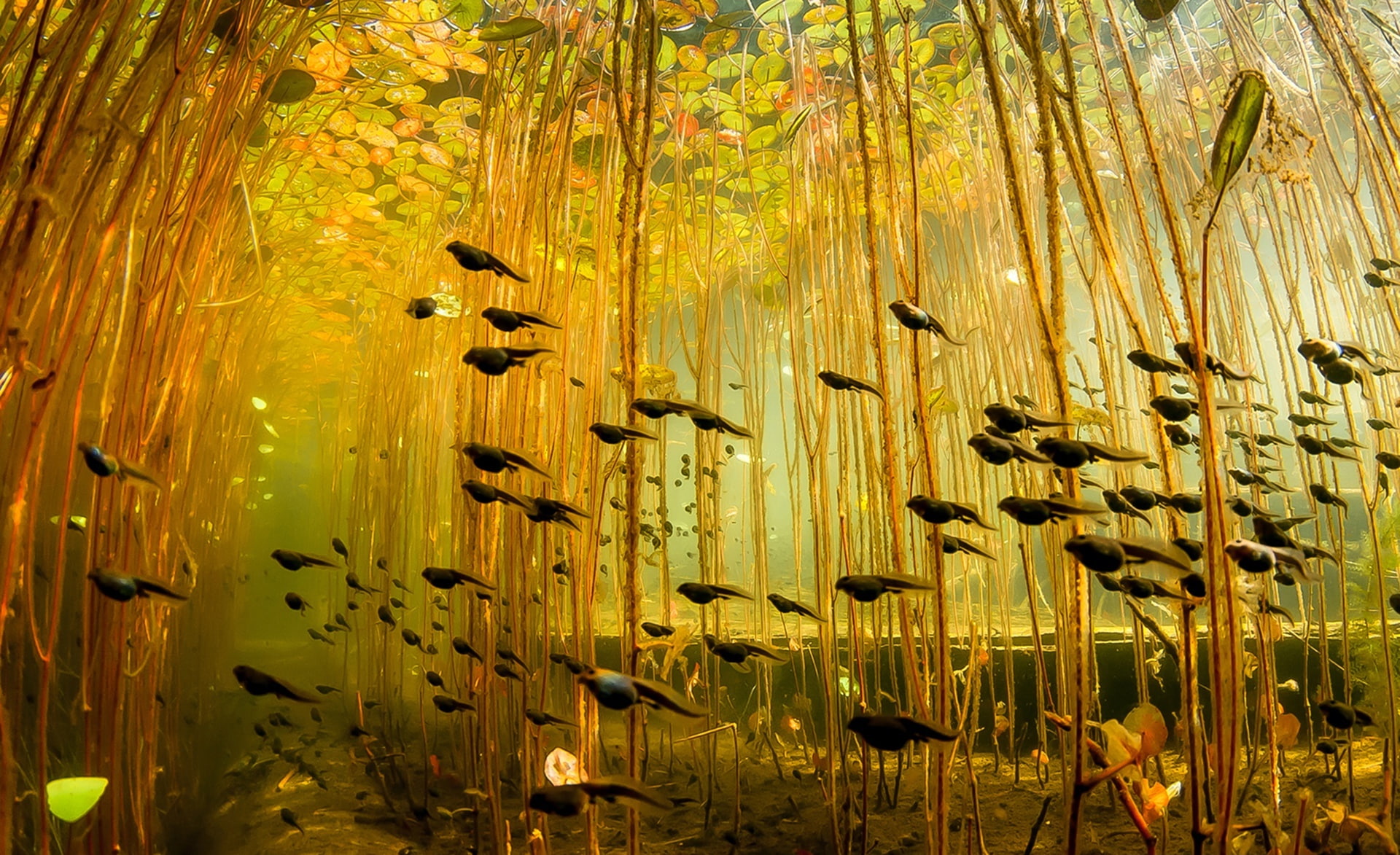 non-urban scene, day, beauty in nature, water, Animals, animal, large group of animals, abundance, tranquility, Sea, outdoors, bamboo - plant, yellow, fishes, HD Wallpaper