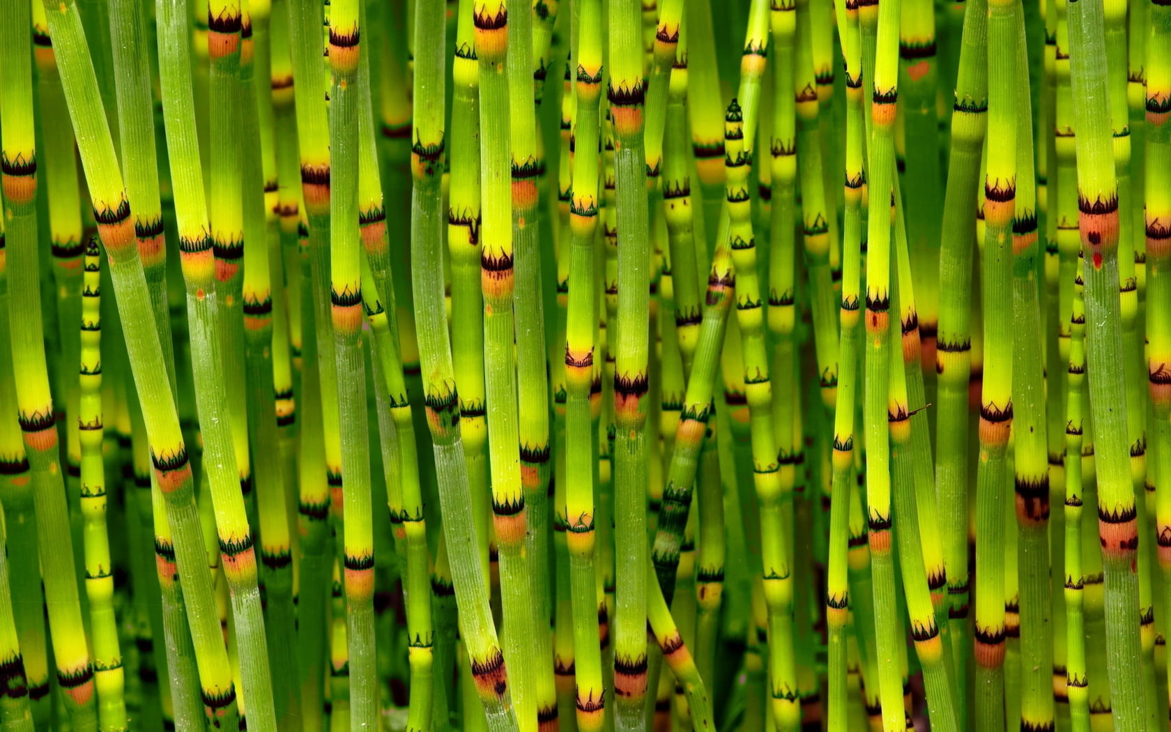 720P, yellow, leaf, pattern, day, green, organic, stem, asia, trees, food and drink, repetition, close-up, nature, abundance, full frame, bright, bamboo - Plant, HD Wallpaper