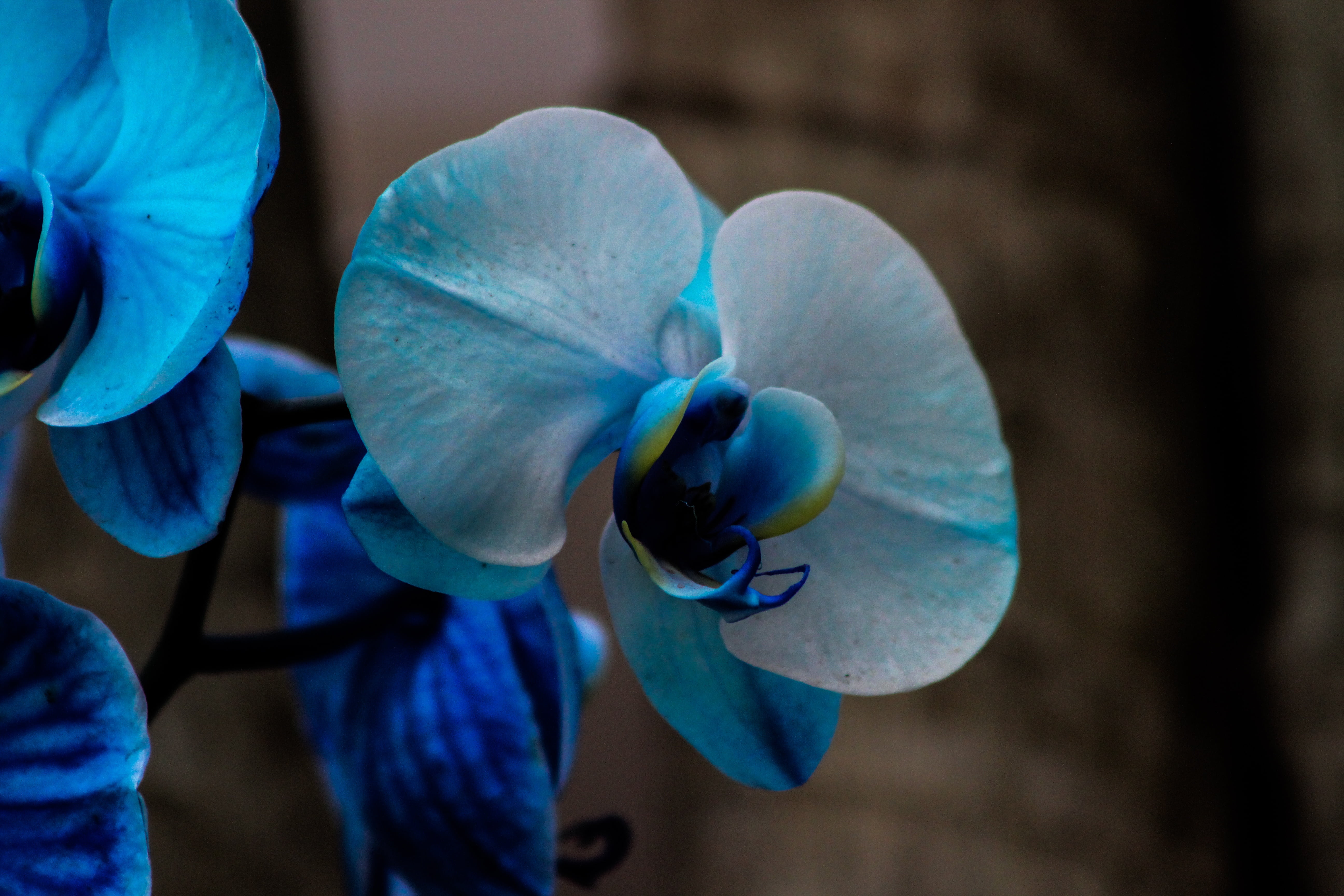 exotic plant, yellow, close-up, close, plant, moth, people, blue, inflorescence, flowers, focus on foreground, orquideas, petal, freshness, flowering plant, HD Wallpaper