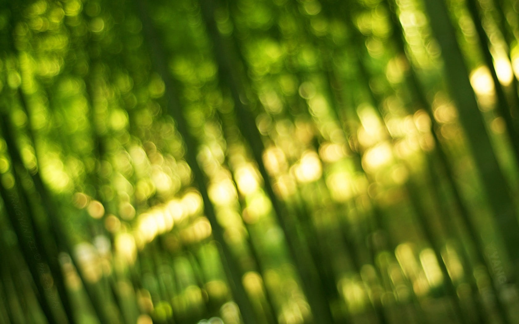 textured, sunlight, environment, soft focus, green Color, close-up, blurred Motion, outdoors, forest, vibrant Color, photographic Effects, woodland, growth, HD Wallpaper