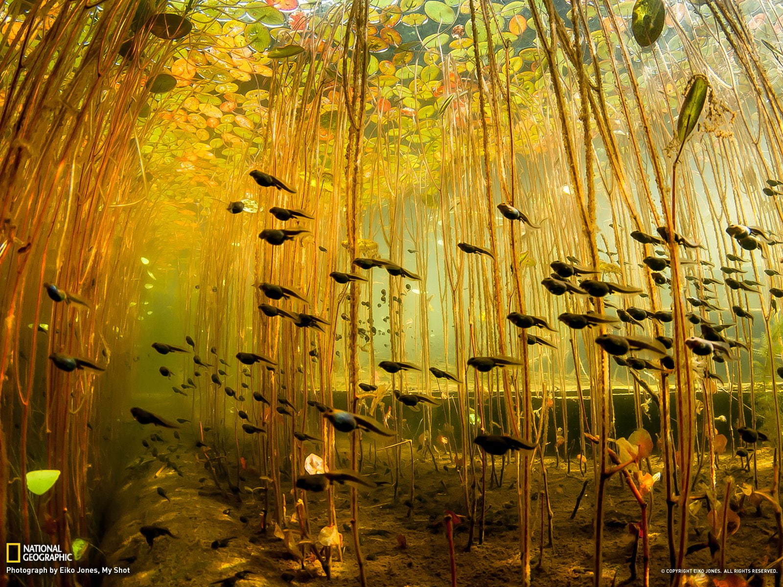 beauty in nature, bamboo - plant, water, abundance, 720P, scenics - nature, non-urban scene, tadpole, lake, yellow, reflection, tranquility, outdoors, HD Wallpaper
