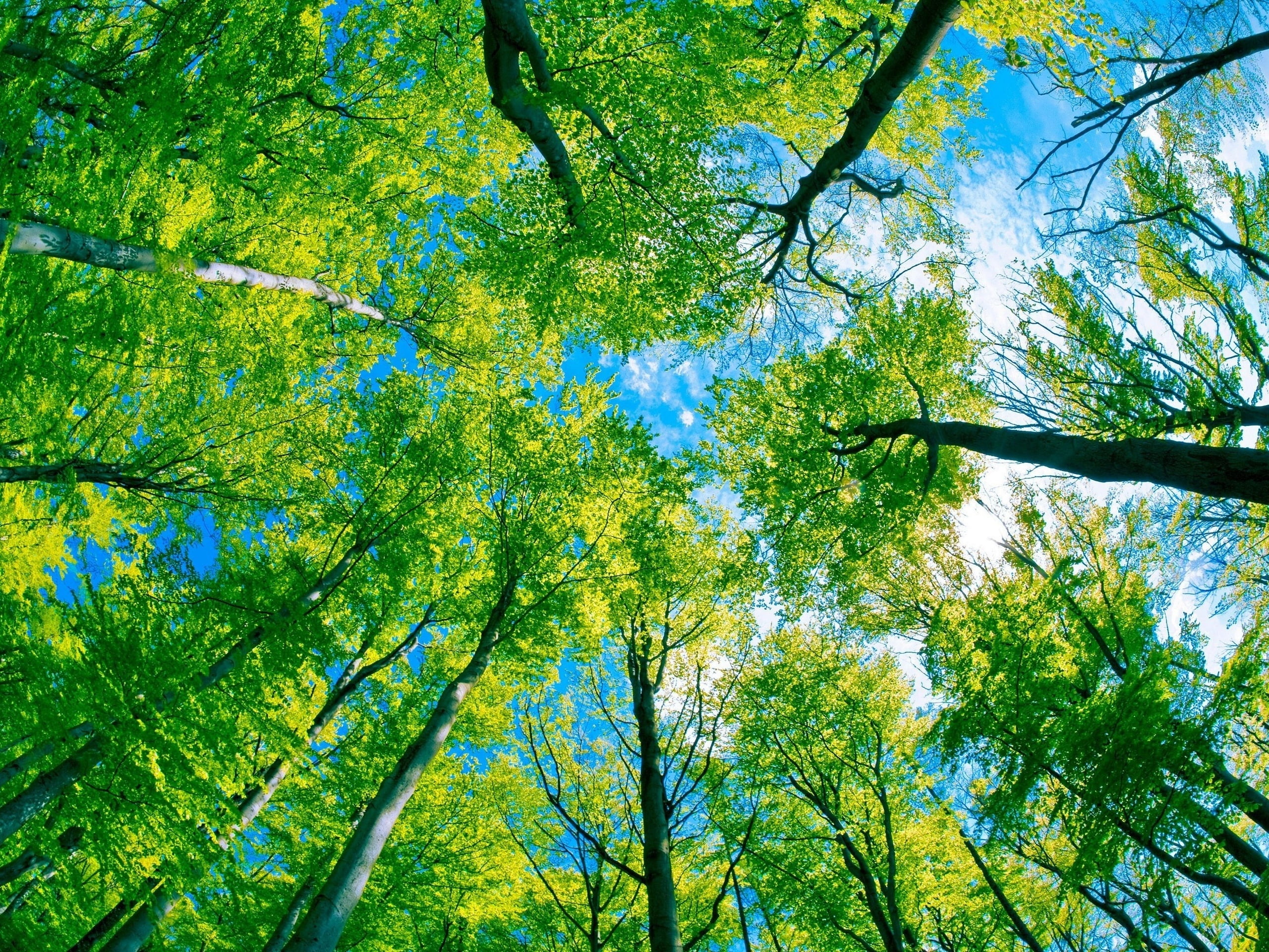 scenics - nature, park - Man Made Space, tranquility, plant, summer, landscape, forest, freshness, backgrounds, tree canopy, growth, looking Up, sun, green Color, HD Wallpaper