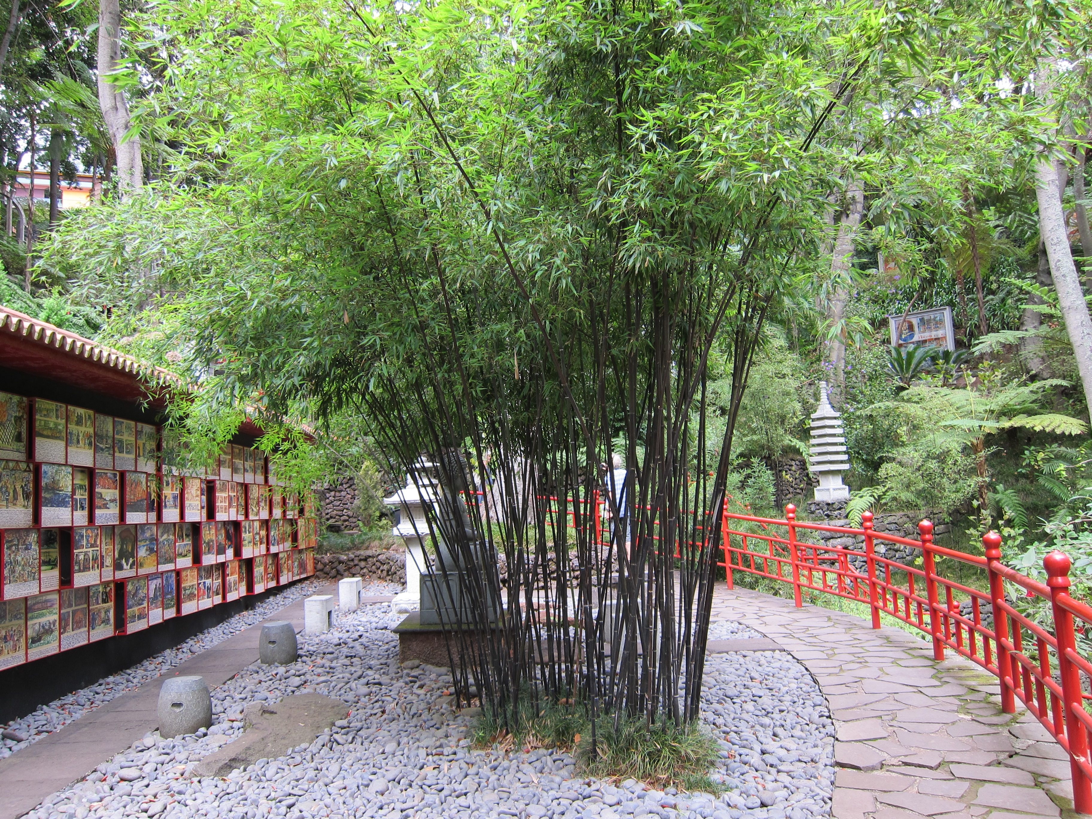 garden, no people, railing, growth, building exterior, the way forward, building, bamboo garden, architecture, japanese garden, plant, day, green color, HD Wallpaper