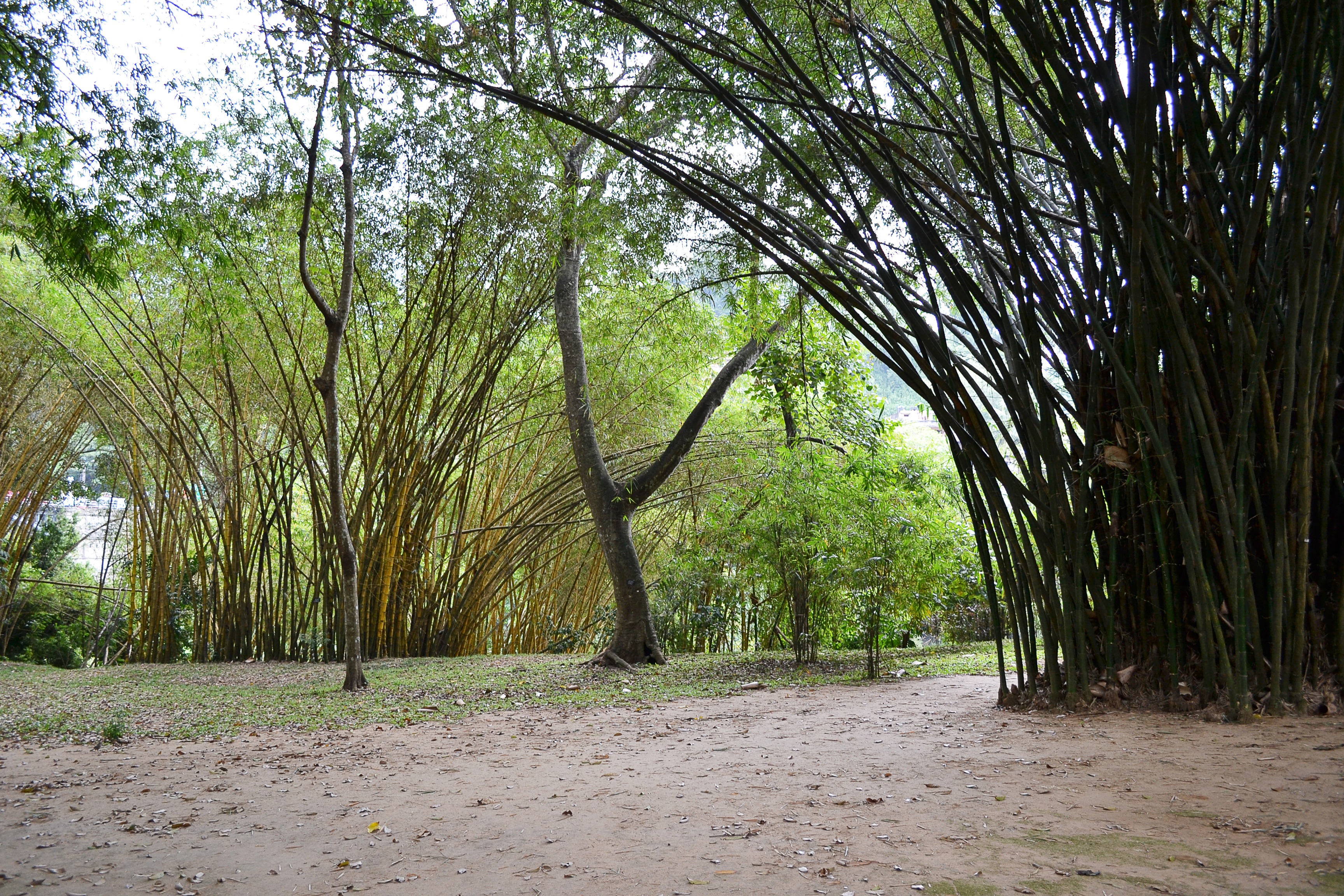 non-urban scene, landscape, garden, 2K, day, peradeniya, outdoors, tree, environment, no people, forest, tranquil scene, branch, bamboo, ceylon, botanic, HD Wallpaper