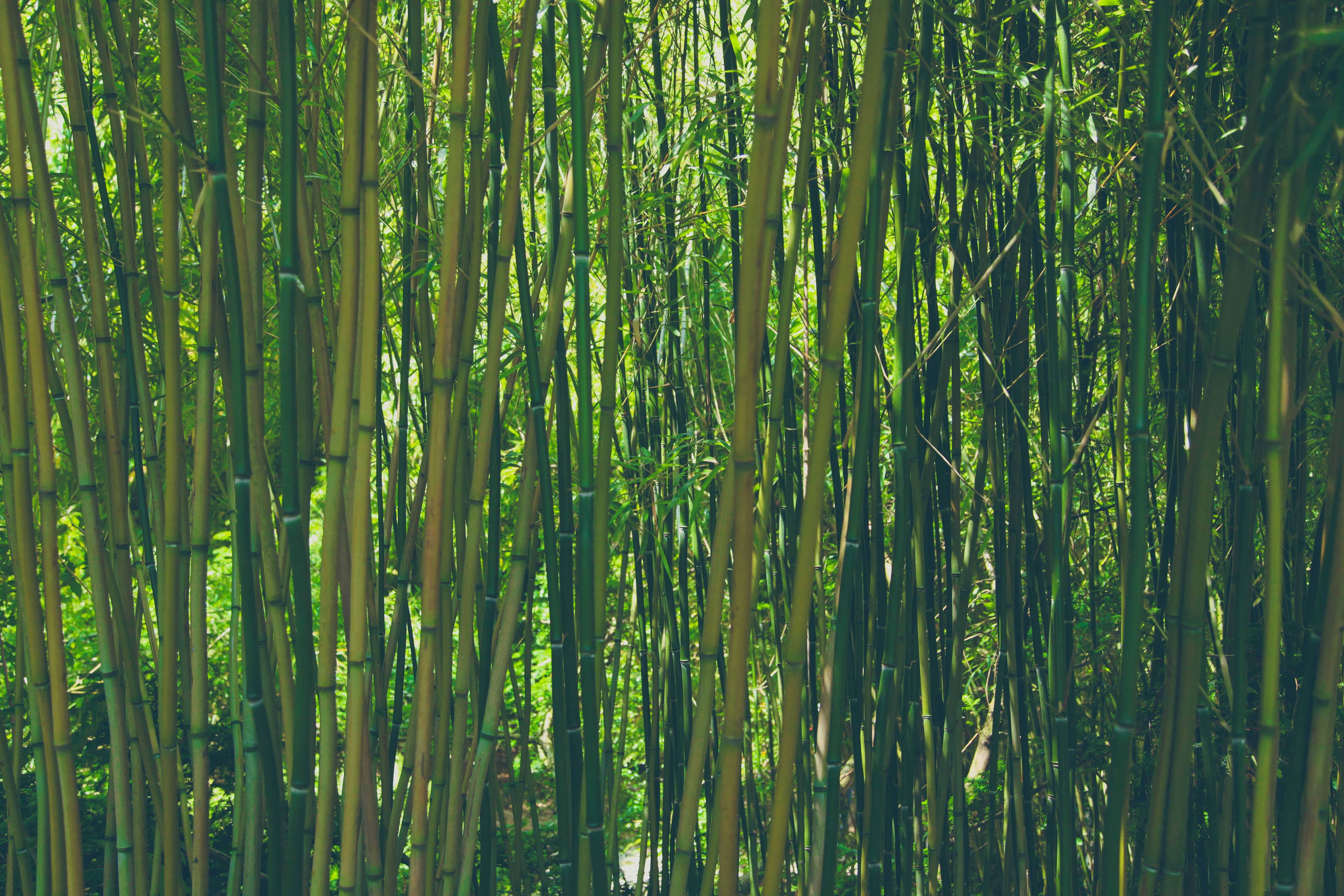 garden, asia, full frame, plant, trees, leafed, wood, bamboo grove, growth, beauty in nature, tranquility, jungle, tree, japan, nature, backgrounds, field, HD Wallpaper
