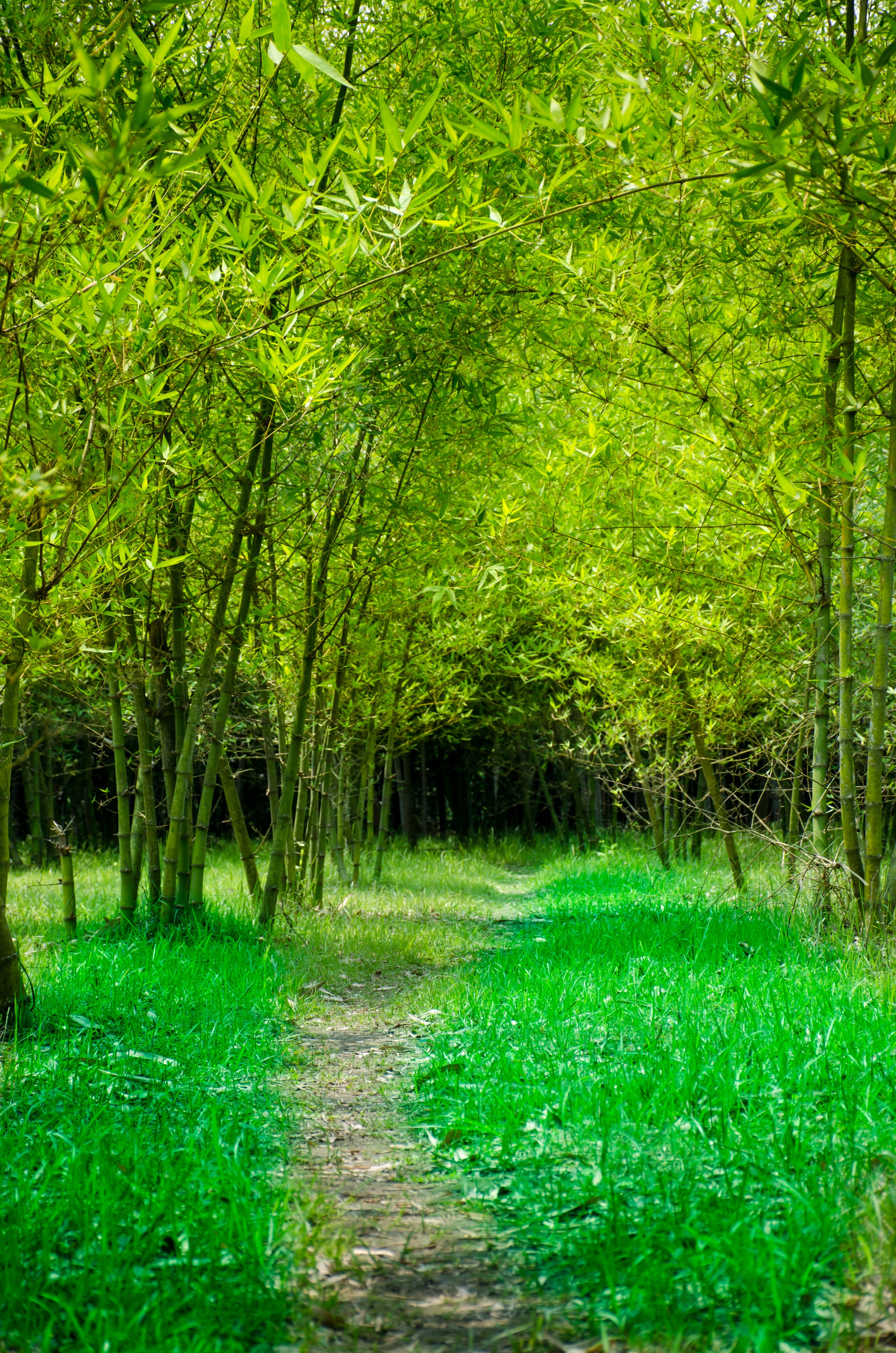 non-urban scene, tranquil scene, no people, growth, garden, green color, day, field, tree, road, forest, 4K, landscape, lush foliage, green, scenics - nature, Phone HD Wallpaper