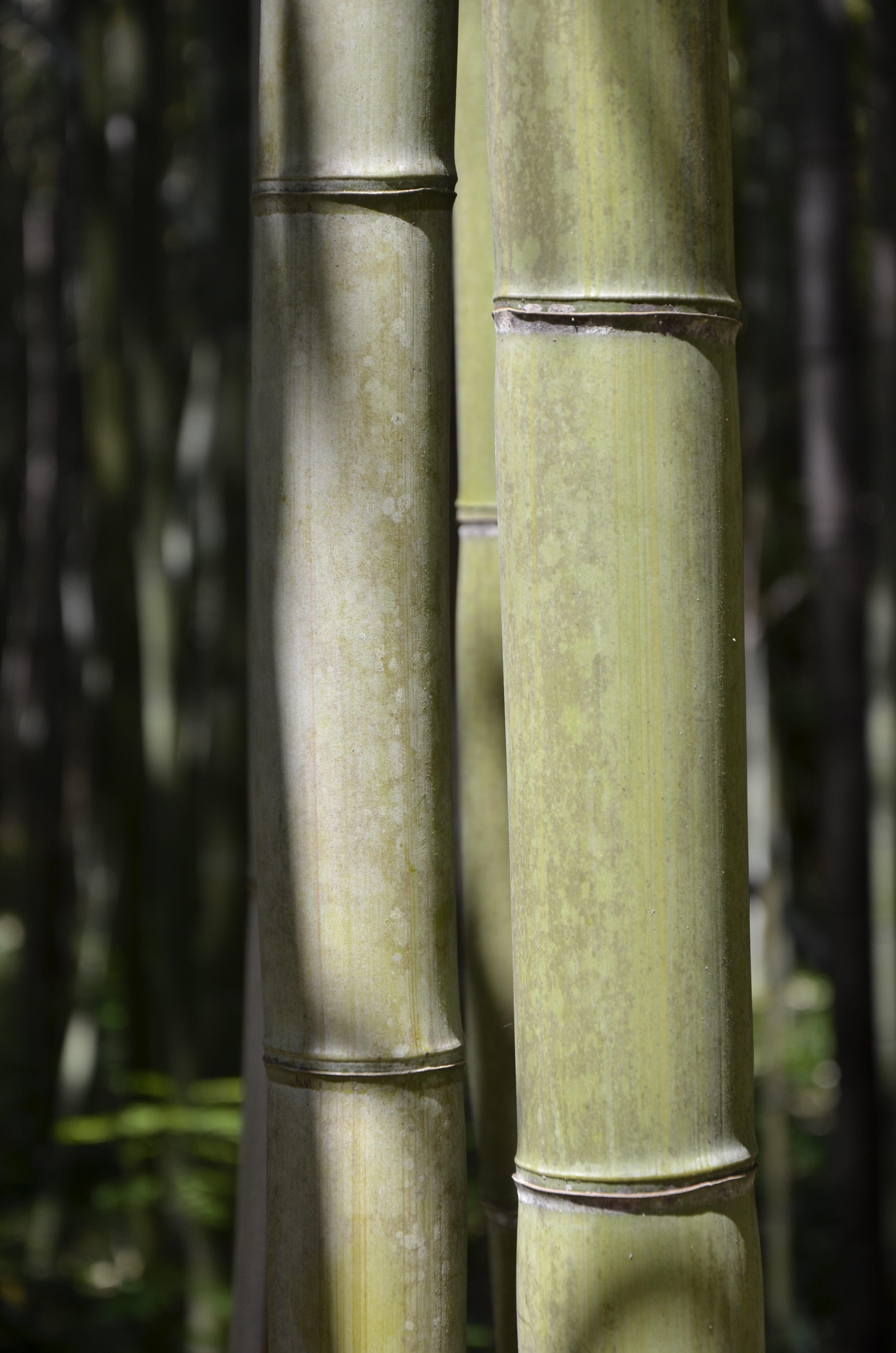 tree, sunlight, trees, focus on foreground, zen, tranquility, Nature, green color, in love, tree trunk, background, bamboo grove, no people, beauty in nature, Phone HD Wallpaper