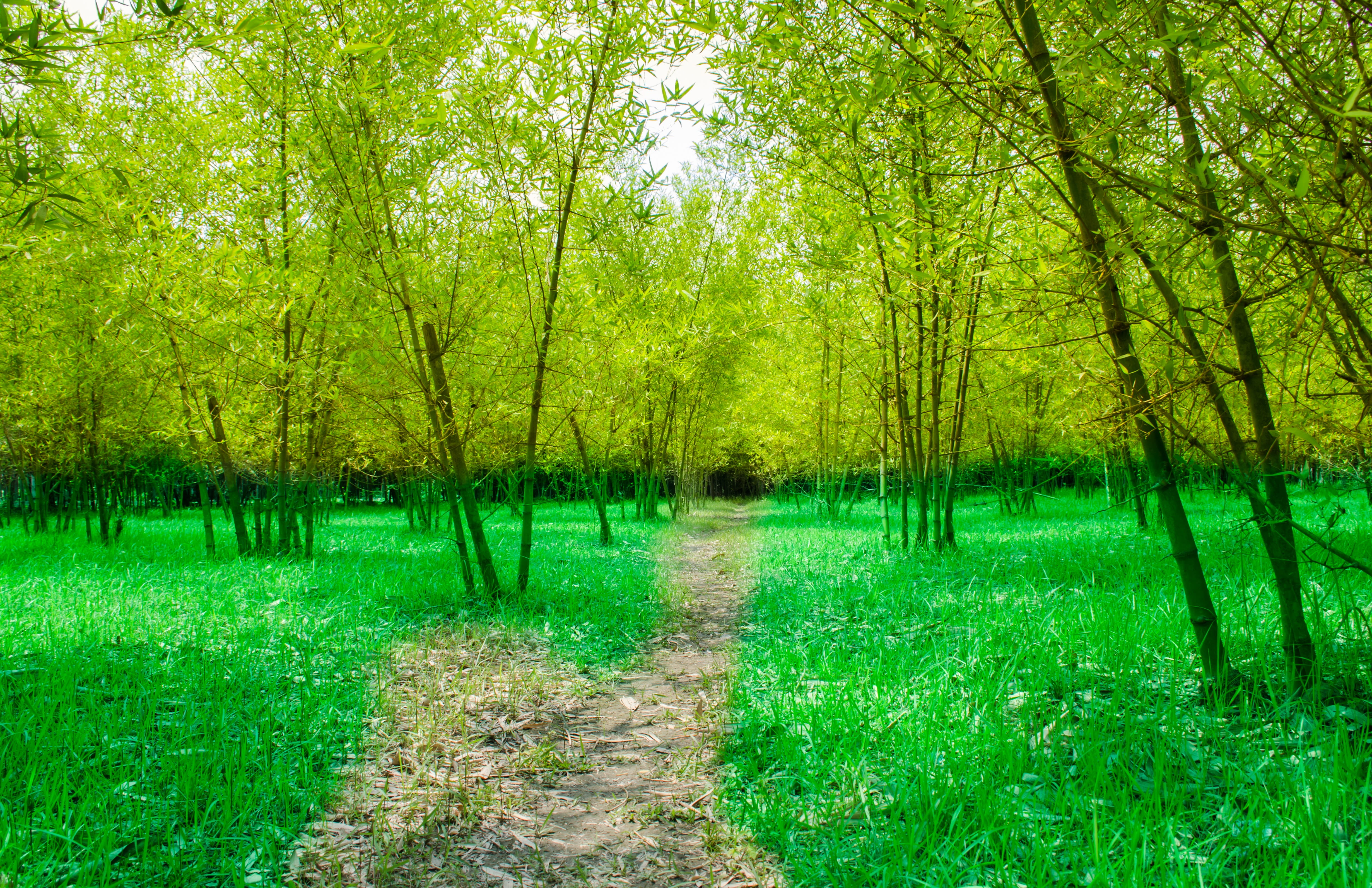 beauty in nature, tree, garden, day, field, growth, woodland, green, outdoors, nature, no people, foliage, non-urban scene, land, 4K, environment, green color, HD Wallpaper
