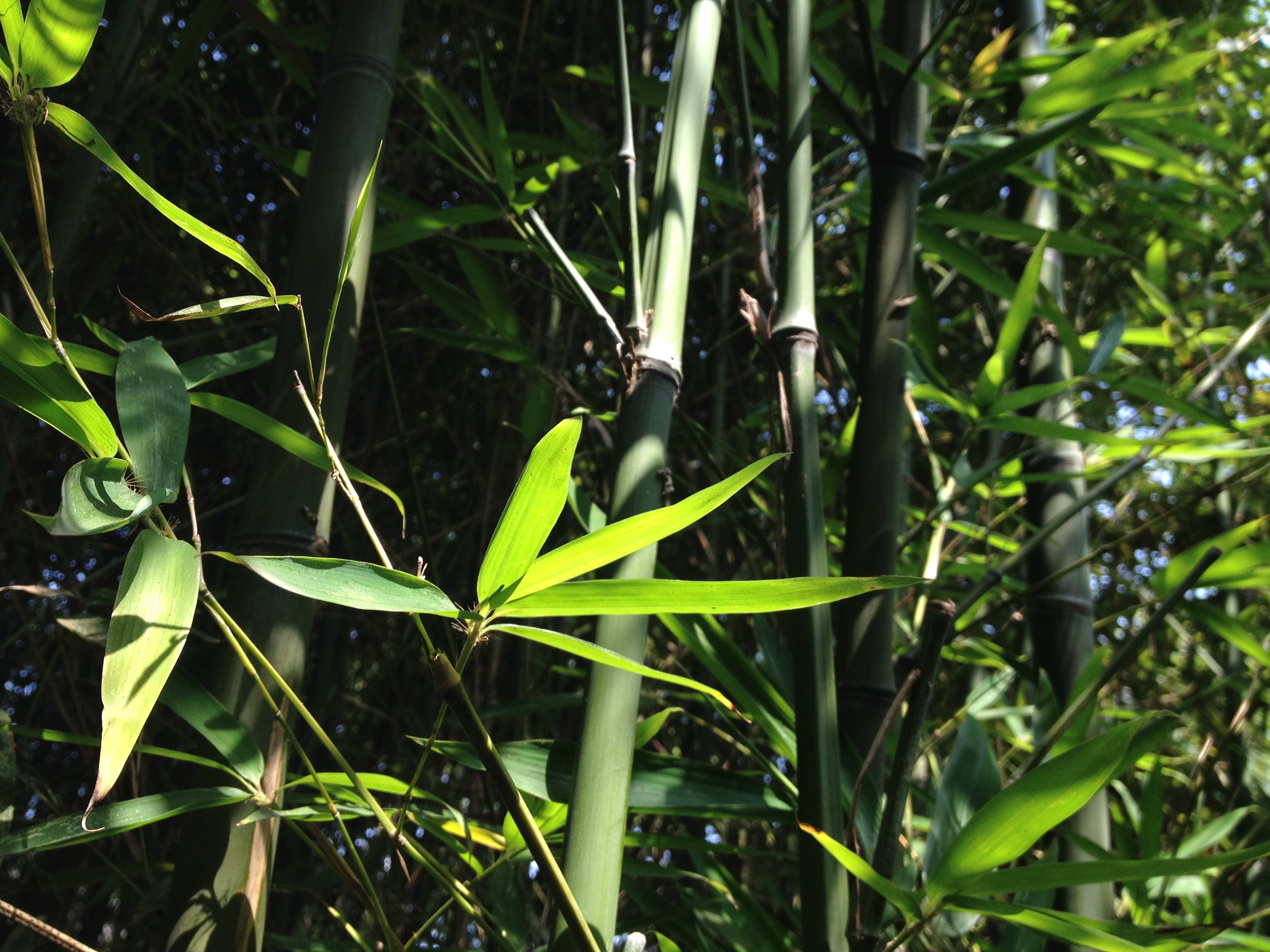 leaf, bamboo, land, plant, sunlight, close-up, beauty in nature, outdoors, green color, field, plant part, growth, grass, garden, no people, leaves, fragility, HD Wallpaper