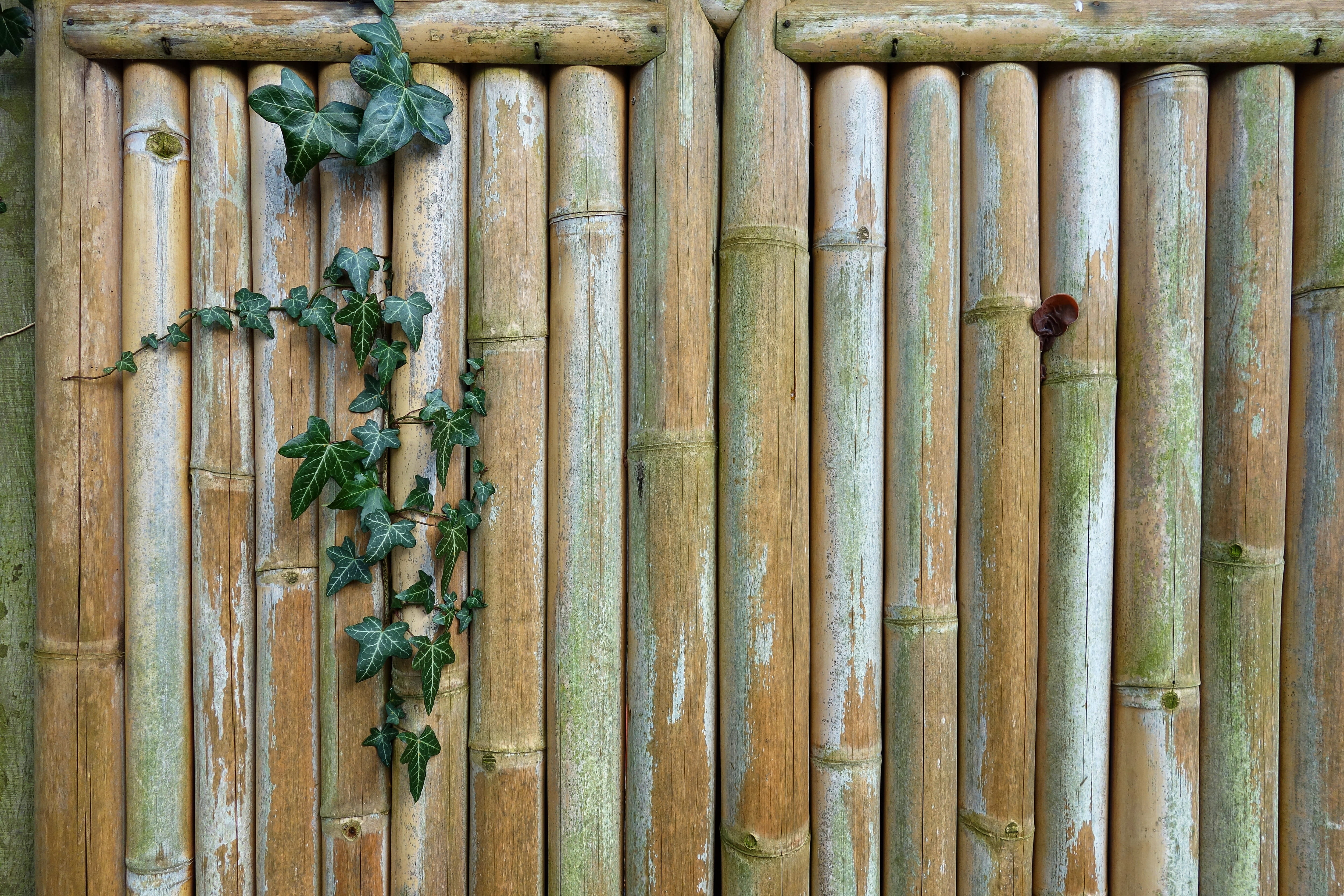 garden fence, ivy, pattern, organic, protection, fence, security, wall - building feature, growth, leaf, plant part, bamboo, outdoors, safety, close-up, HD Wallpaper
