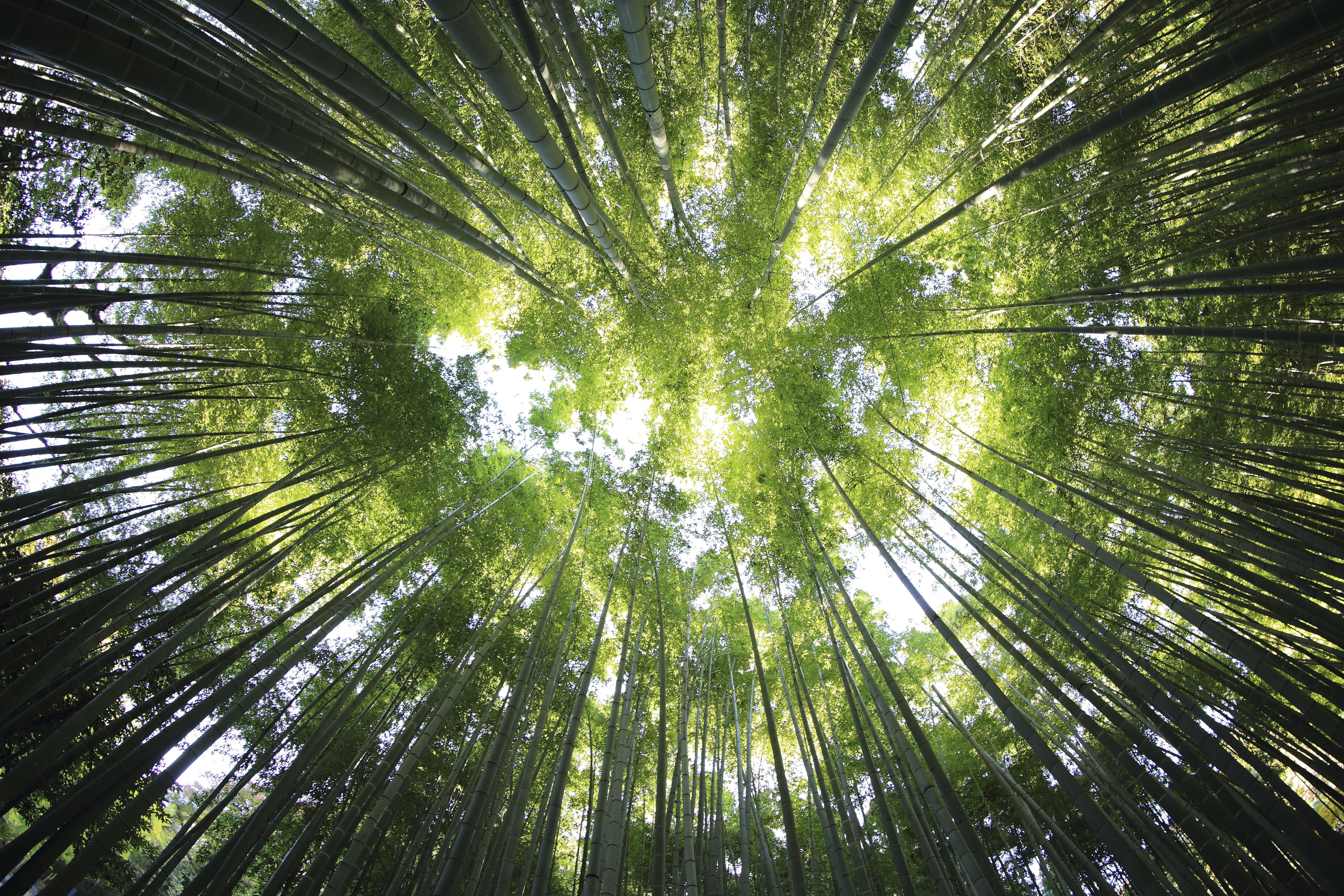 trees, growth, tranquility, bamboo, worm, adventure, green color, woods, no people, travel, tree, trunk, green, tree trunk, beauty in nature, landscape, HD Wallpaper