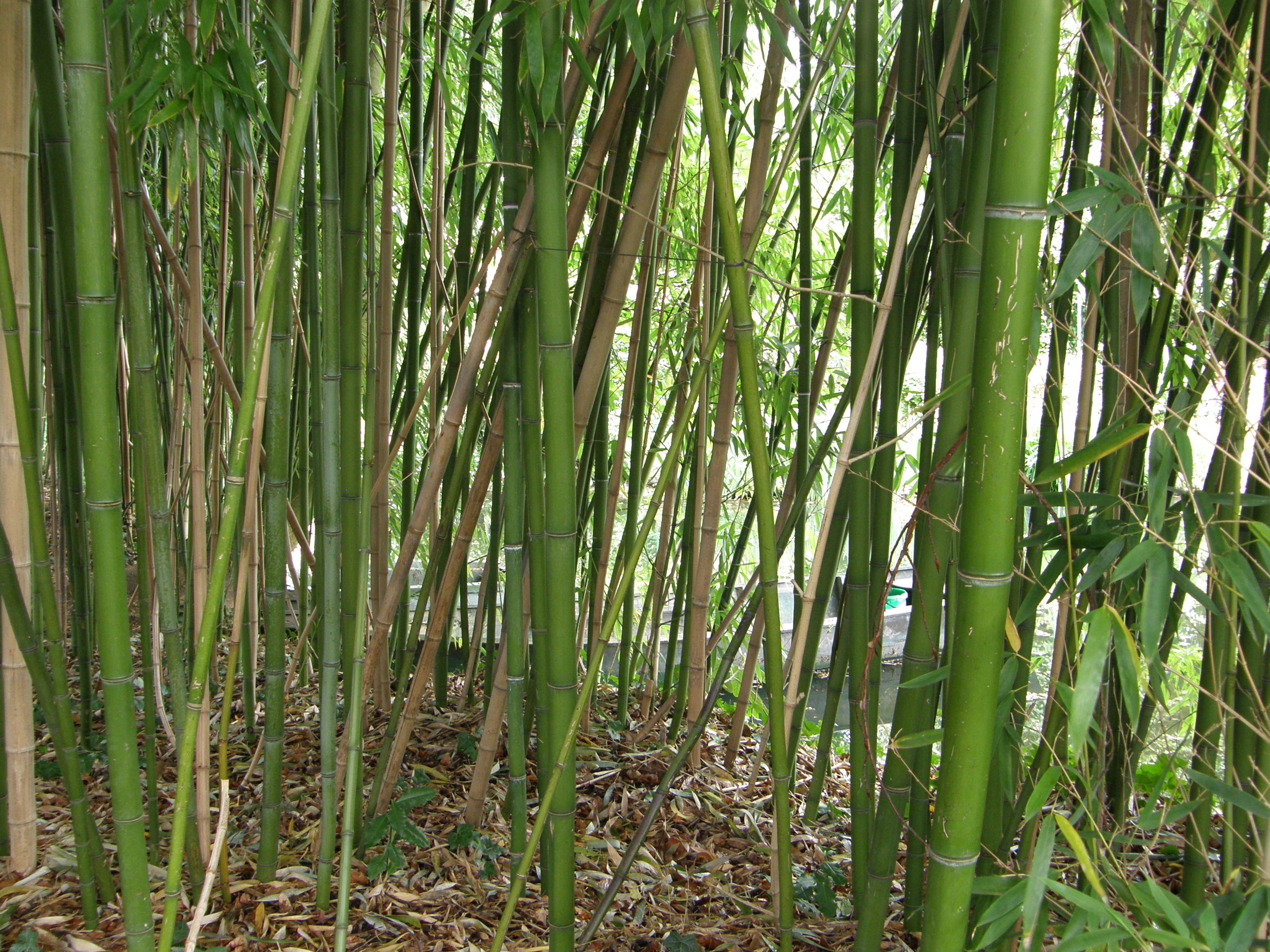 non-urban scene, beauty in nature, 2K, france, giverny, garden, land, bamboo - plant, forest, tree, nature, tranquility, rainforest, day, abundance, growth, HD Wallpaper