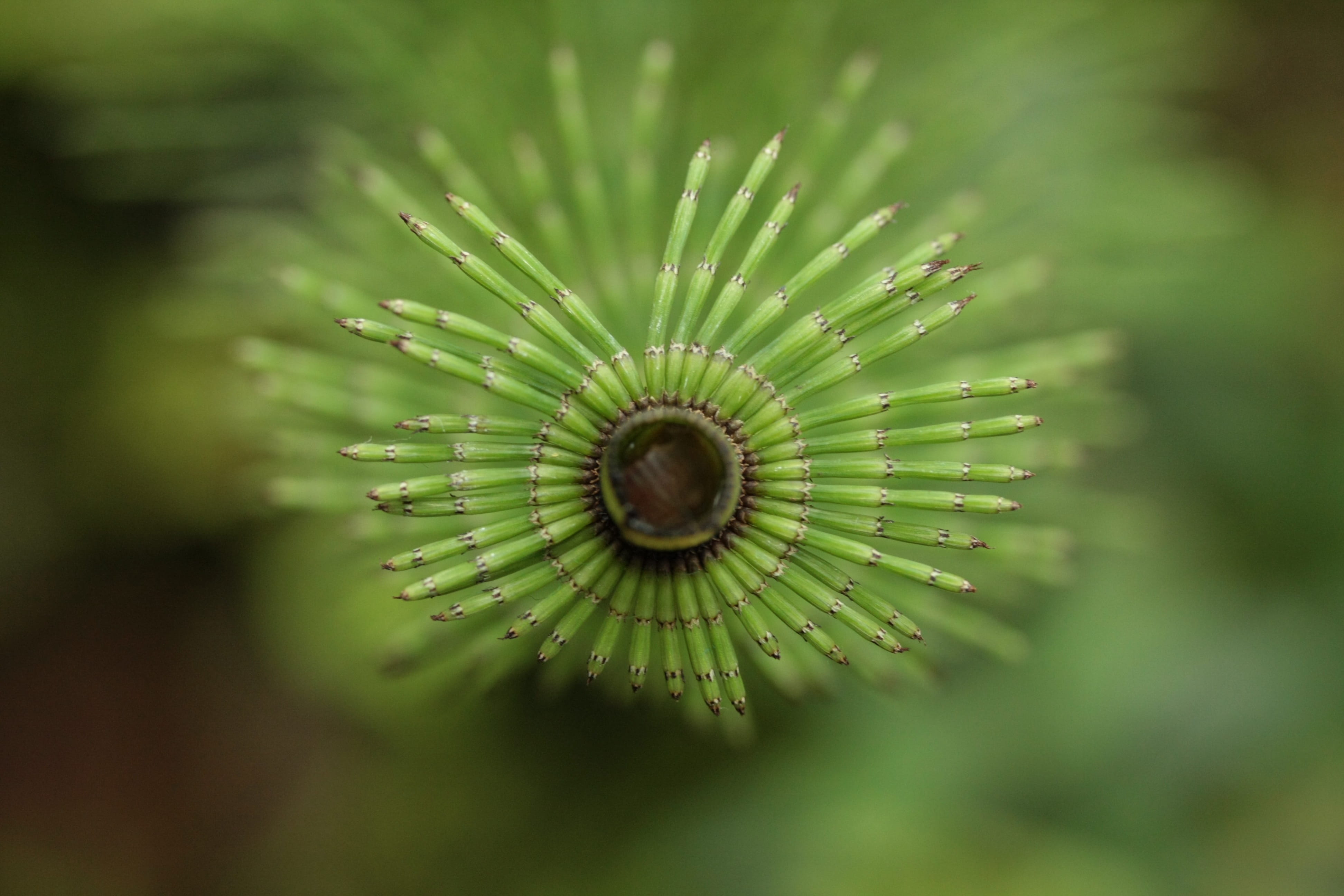 leaf, beauty in nature, macro, no people, asia, nature, tranquility, tree, stengel, bamboo, bud, close-up, vulnerability, day, selective focus, growth, HD Wallpaper