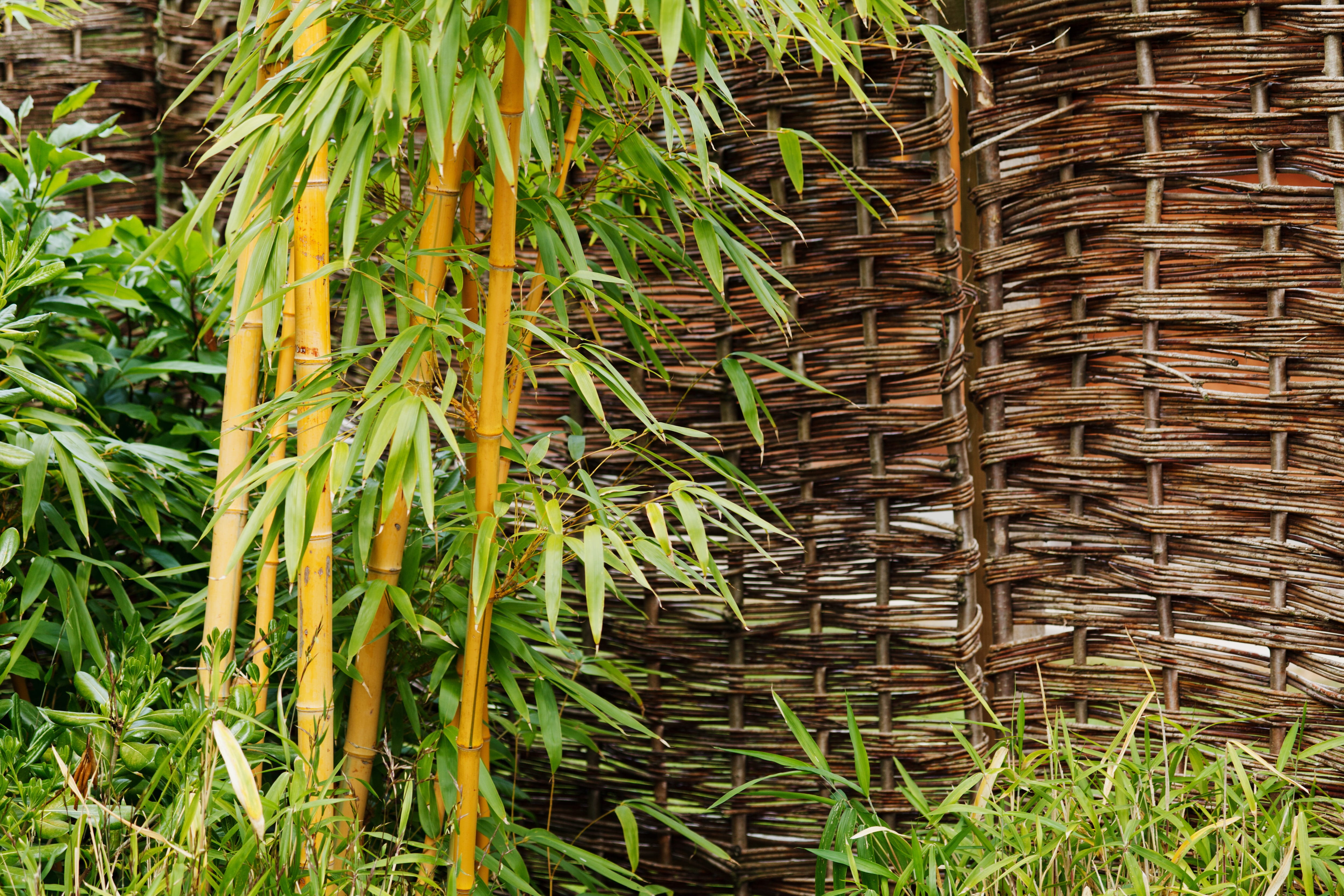 natural, green, palm leaf, Bamboo, stem, full frame, growth, leaves, land, tree, nature, outdoors, Background, bamboo - plant, green color, close-up, wood, HD Wallpaper
