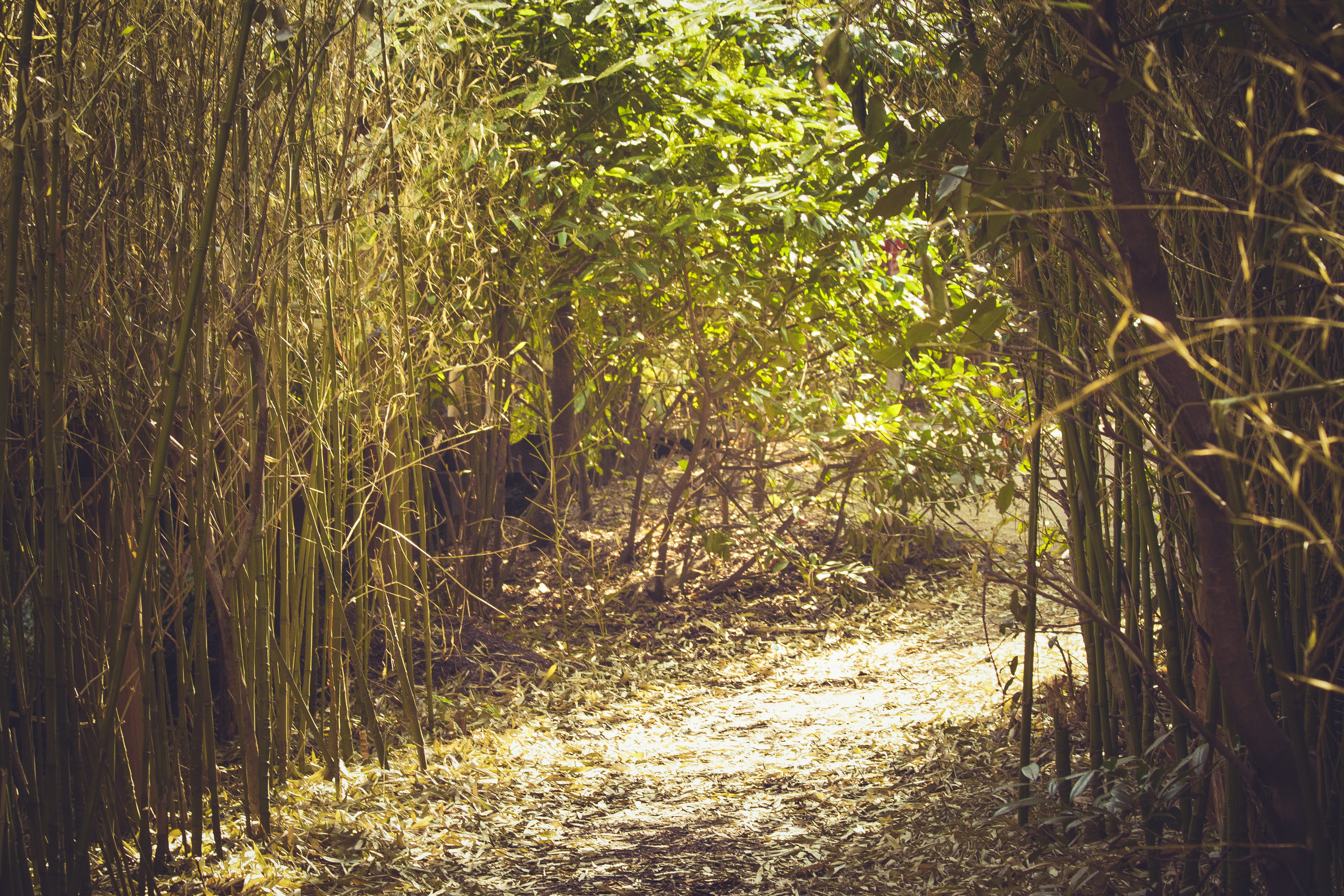 green color, natural, bamboo, tranquil scene, garden, the way forward, 4K, tree, park, land, green, leaves, growth, light, plant, trees, direction, summer, HD Wallpaper