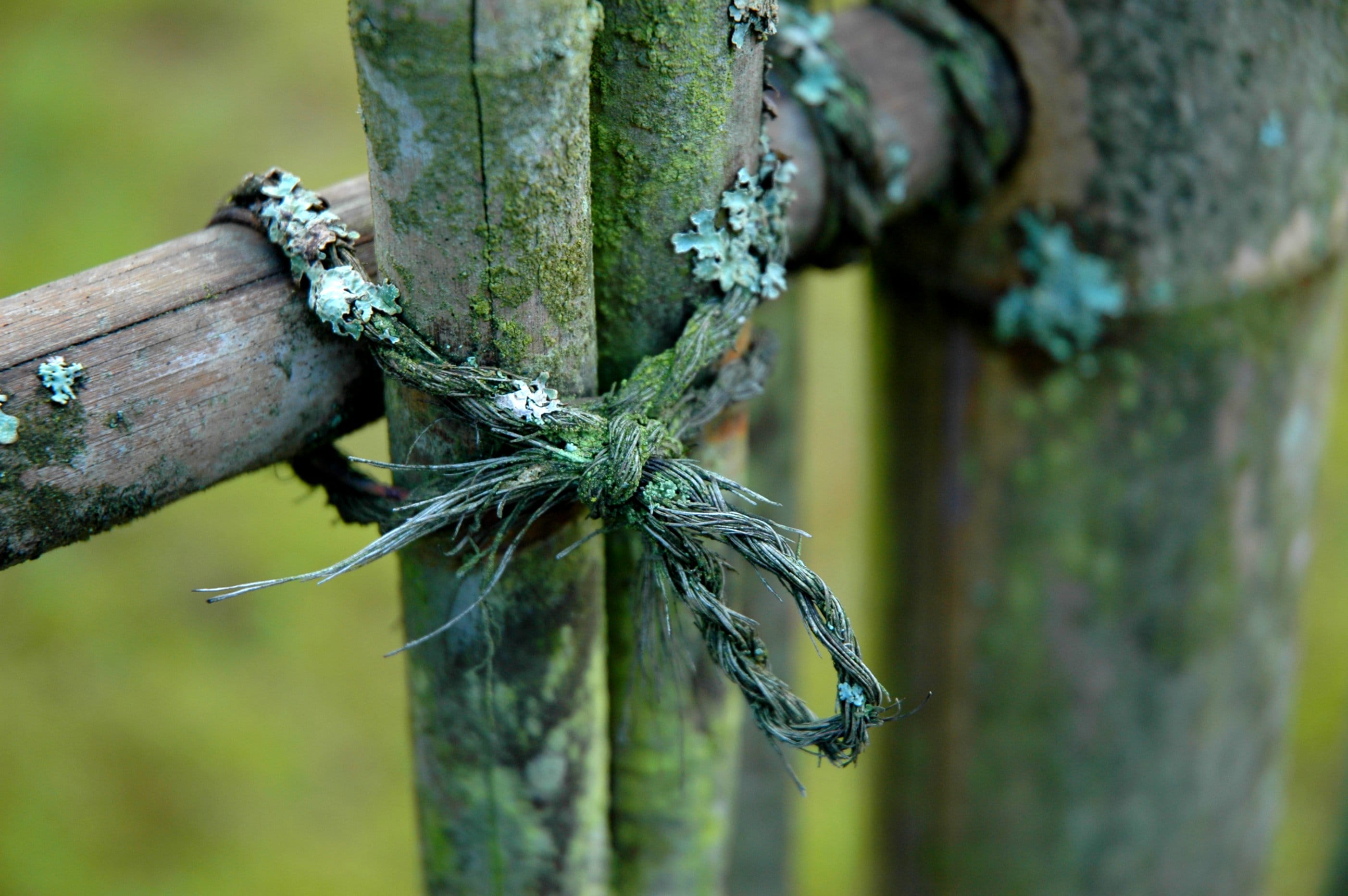 moss, exposed, tranquility, close-up, seattle, washington, old, green color, no people, tree trunk, trunk, growth, green, natural, 2K, fence, lichen, outdoors, HD Wallpaper