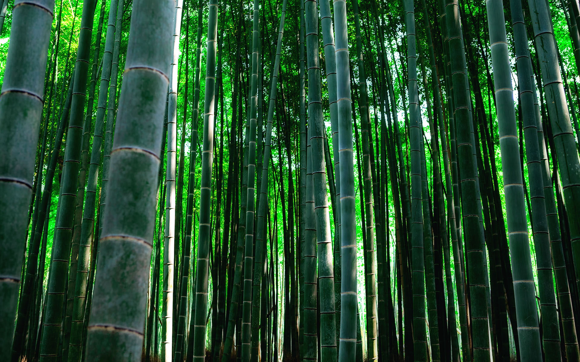 hd, green, nature, 1080P, bamboo, HD Wallpaper