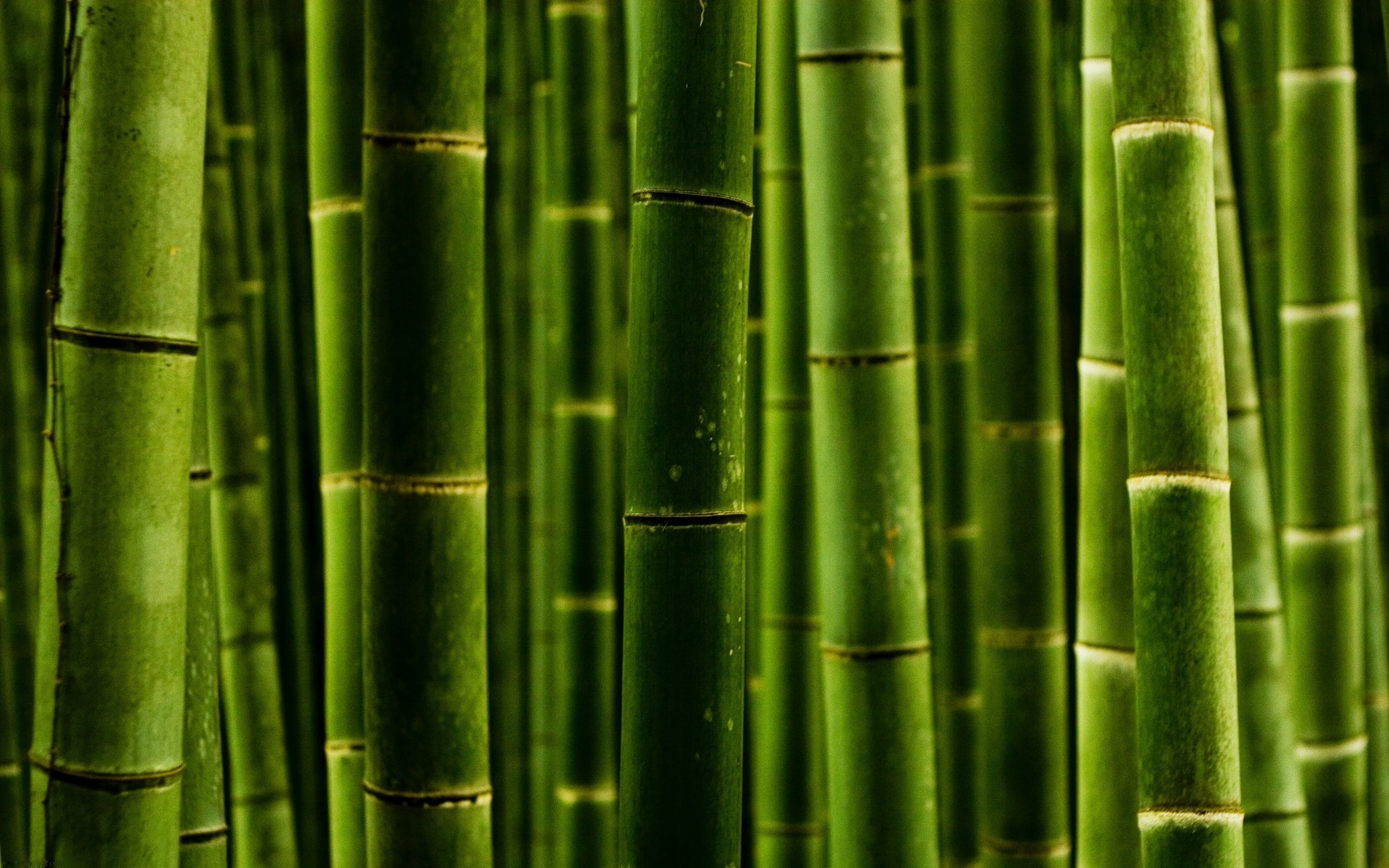 green, bamboo, 2K, HD Wallpaper
