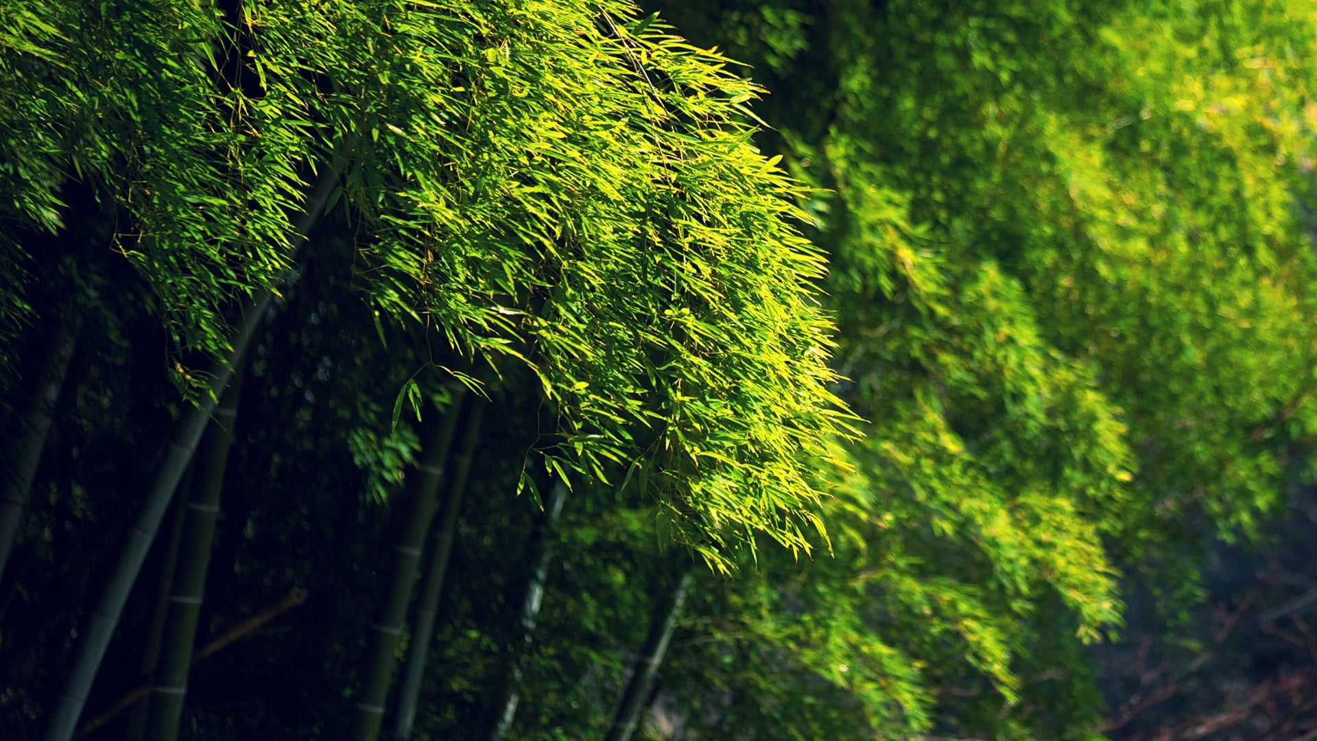 focus on foreground, no people, leaves, sunlight, plant, forest, coniferous tree, trees, close-up, green, nature, beauty in nature, land, pine woodland, HD Wallpaper