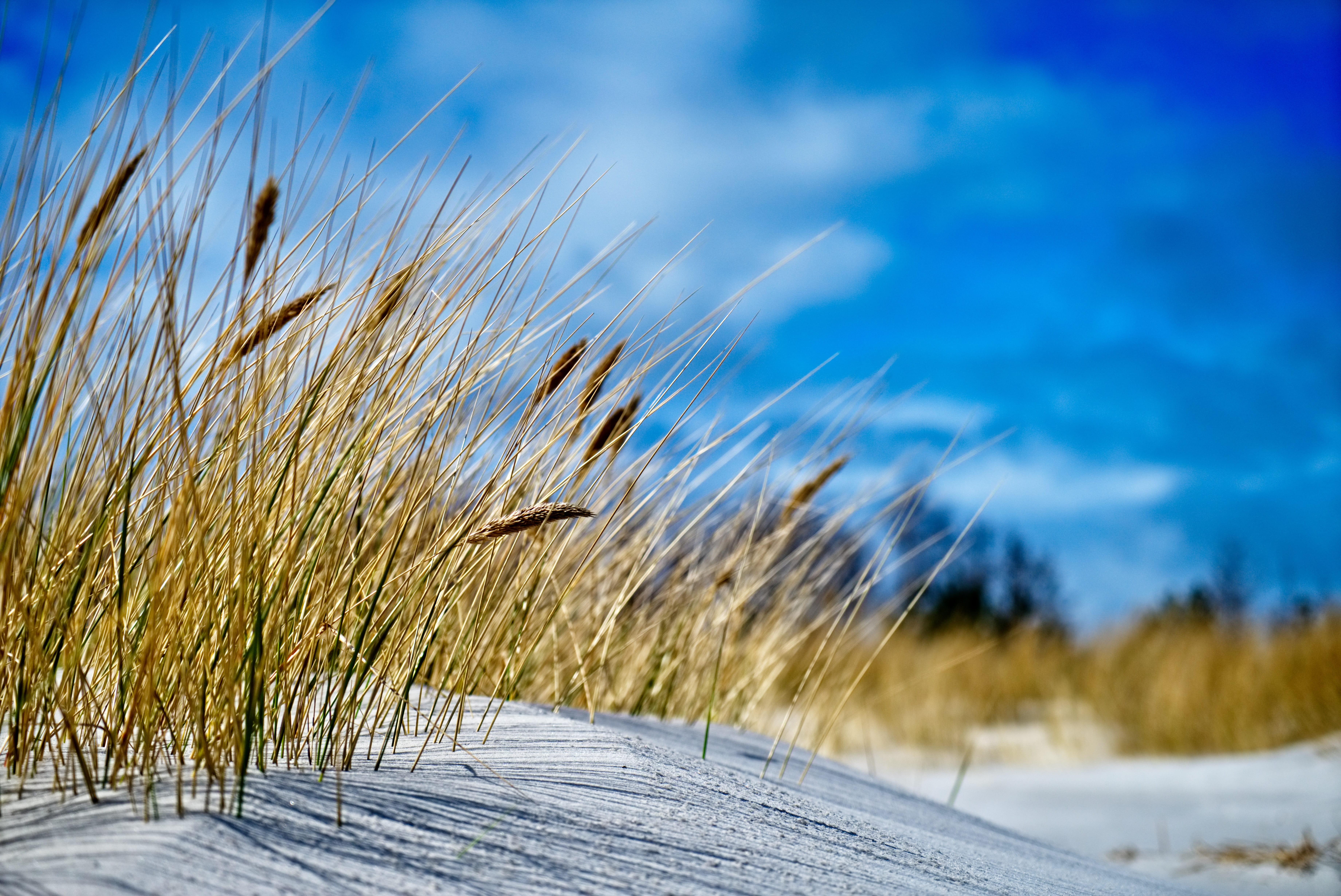 cloud - sky, tree, beach, no people, outdoors, coniferous tree, grass, bornholm, wind, sky, landscape, day, infinite width, plant, cold temperature, 5K, HD Wallpaper