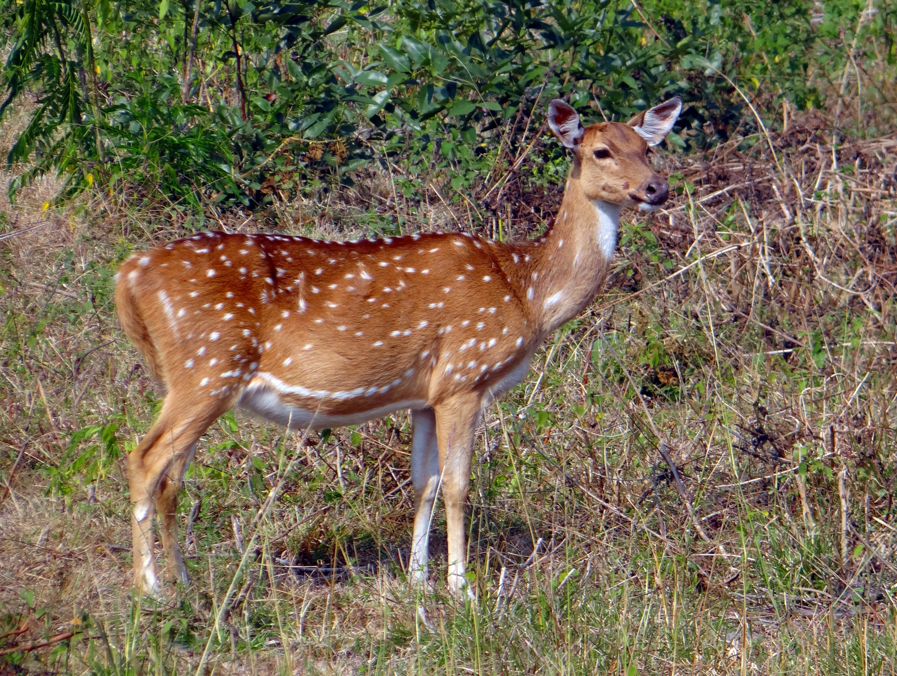 one animal, india, safari, 2K, outdoors, plant, bandipur, axis axis, spotted deer, wildlife, karnataka, field, no people, animal wildlife, side view, chital, HD Wallpaper