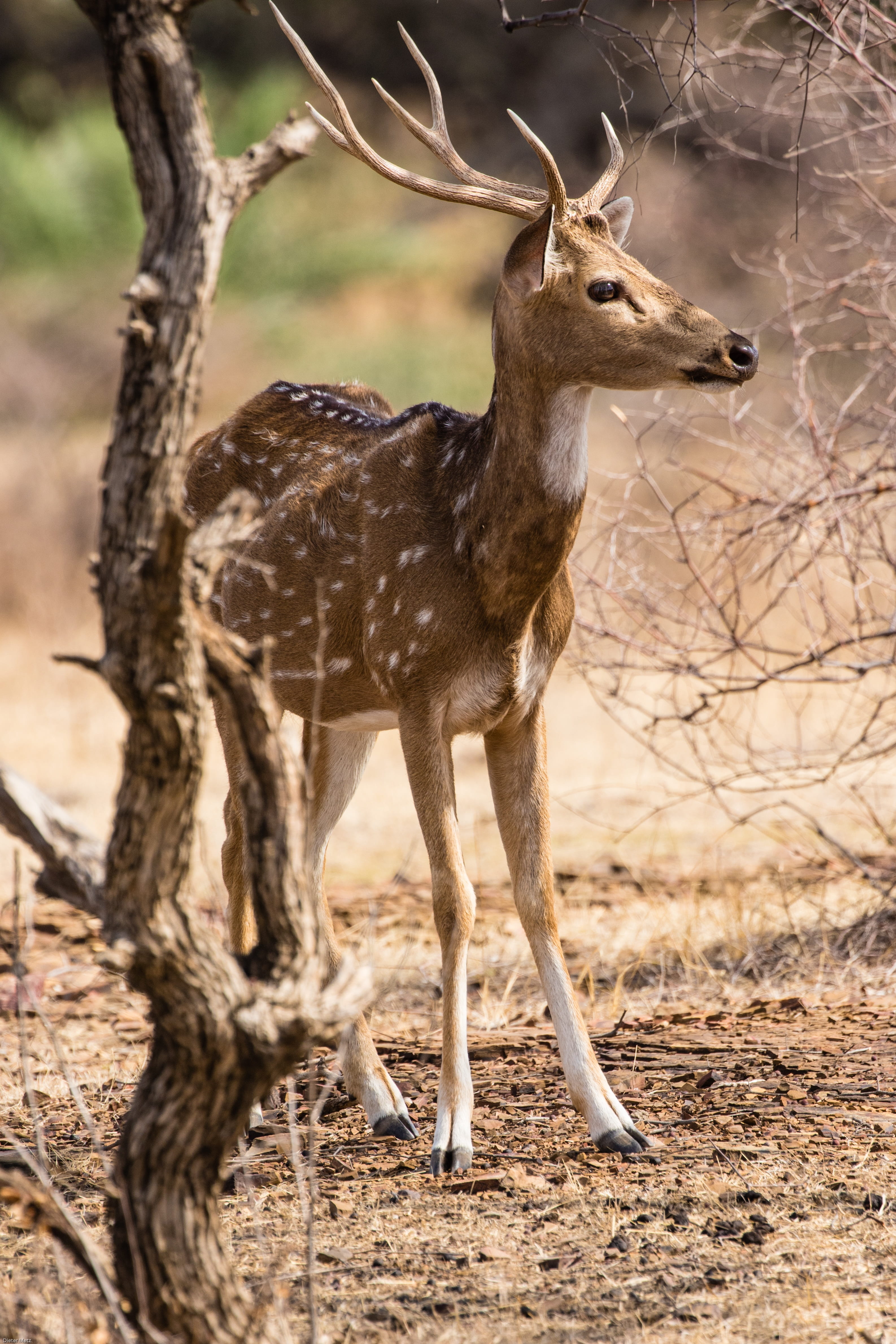 animal world, animal themes, animal, herbivorous, 4K, antler, land, focus on foreground, full length, india, vertebrate, day, nature reserve, plant, domestic animals, Phone HD Wallpaper