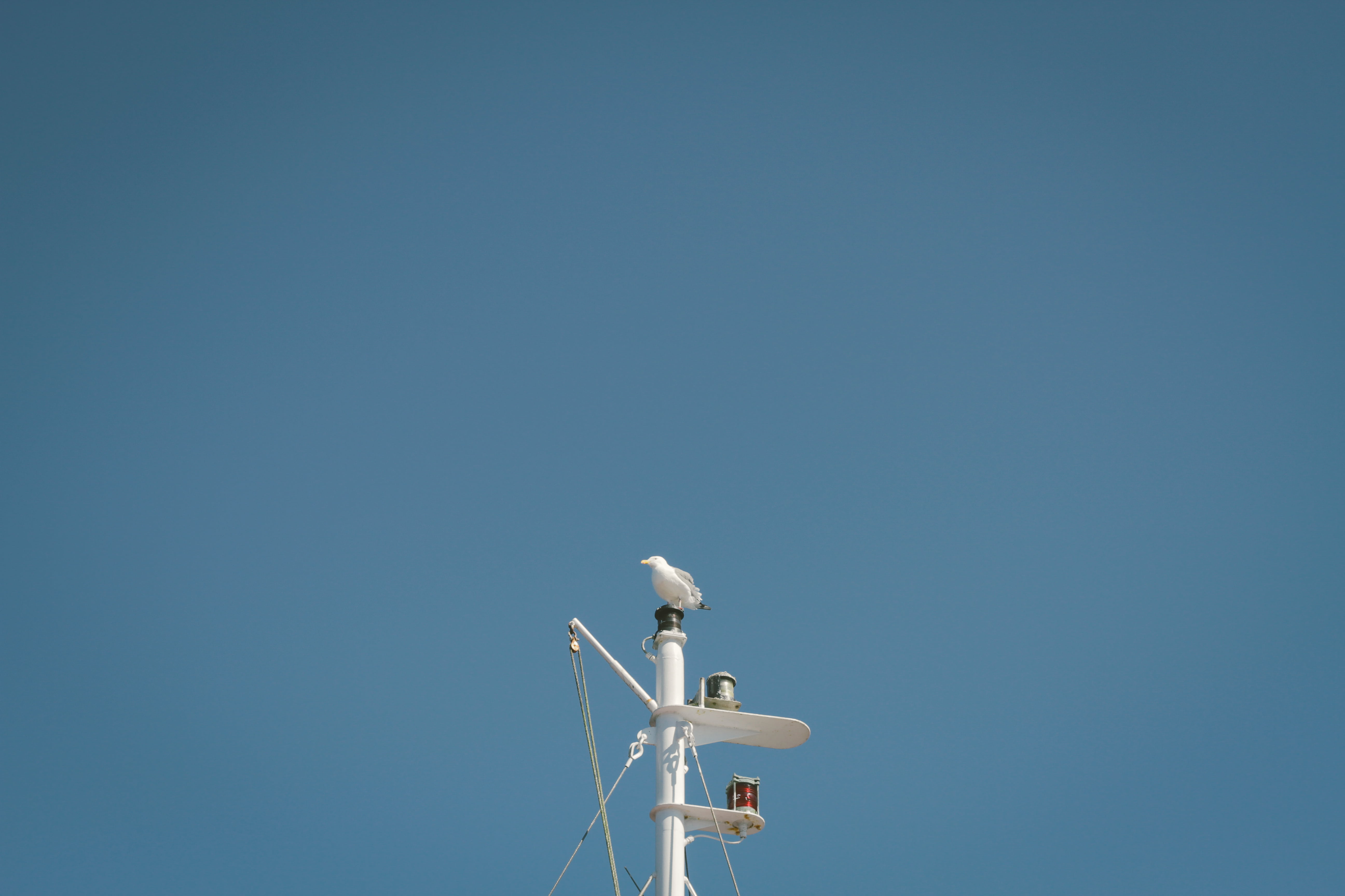 blue, pulleys, seagull, copy space, connection, waterfowl, satellite, low angle view, antenna - aerial, bird, technology, animal, blue sky, waterbird, pole, HD Wallpaper