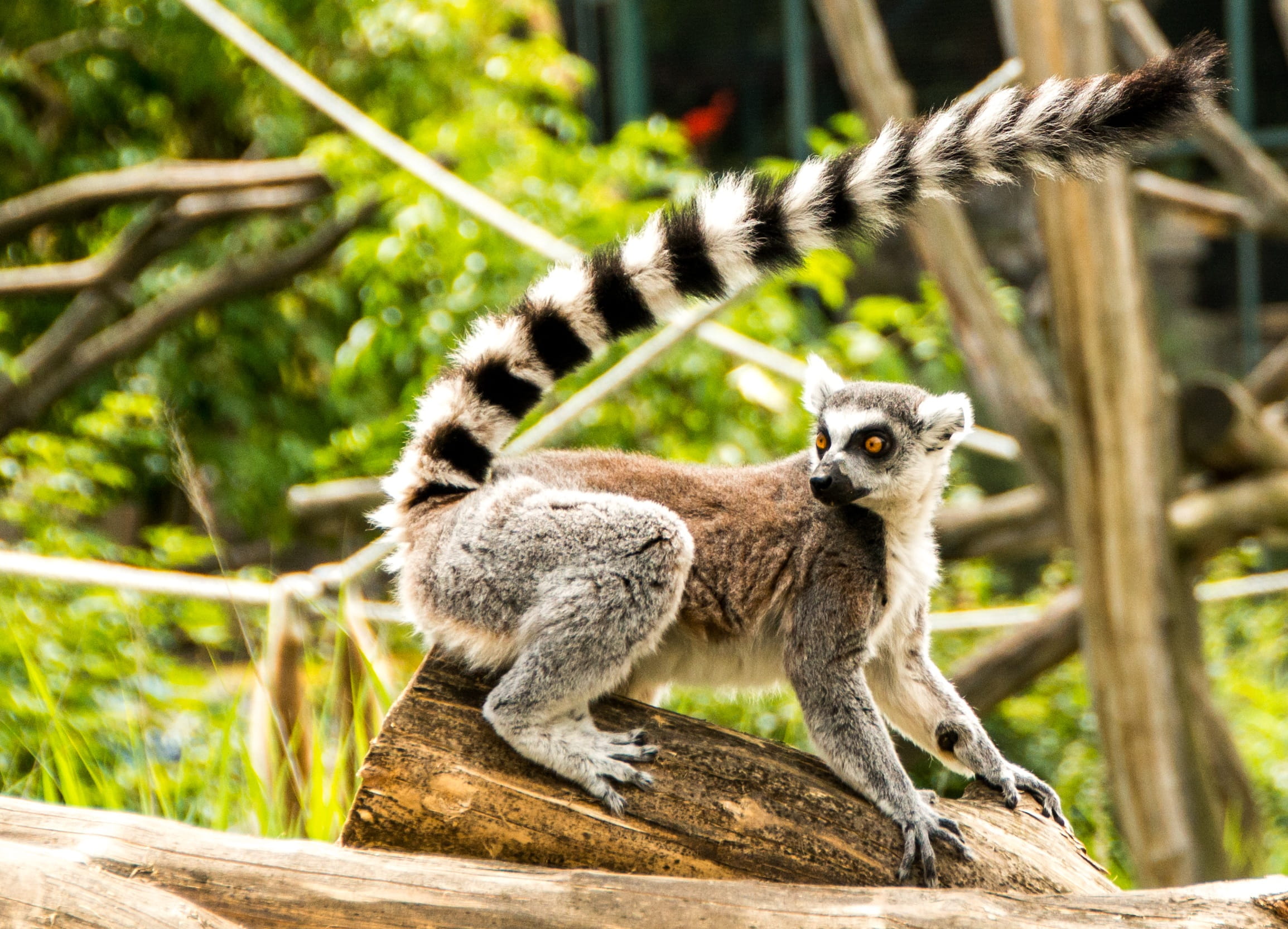 land, forest, black and white, branch, sit, wild, animals in captivity, day, sitting, face, monkey, nature, seeking attention, funny, ring-tailed Lemur, HD Wallpaper