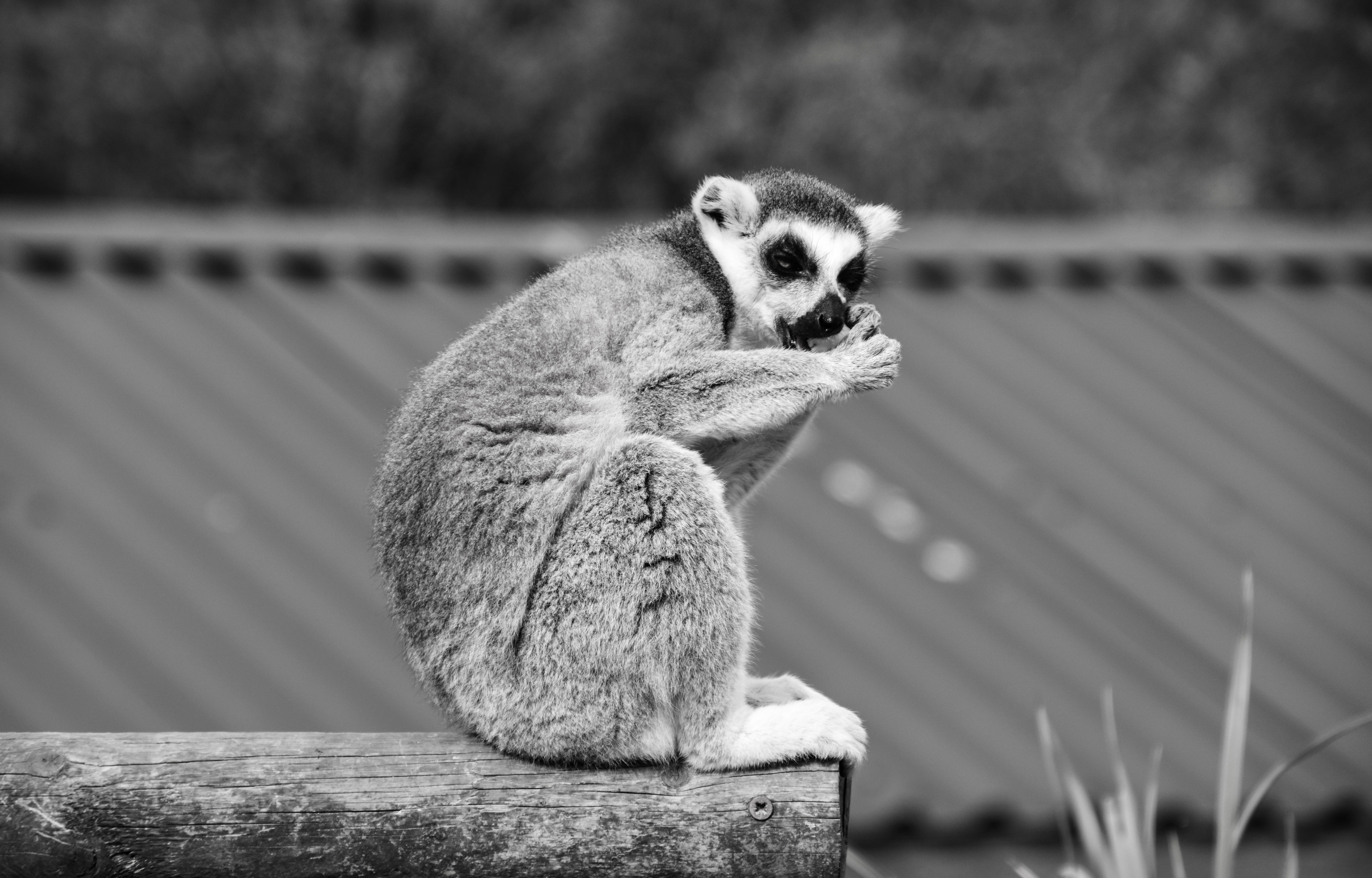 tropical, wood - material, full length, fauna, monkey, zoo, ring, jungle, fur, animal wildlife, portrait, no people, rainforest, focus on foreground, white, HD Wallpaper