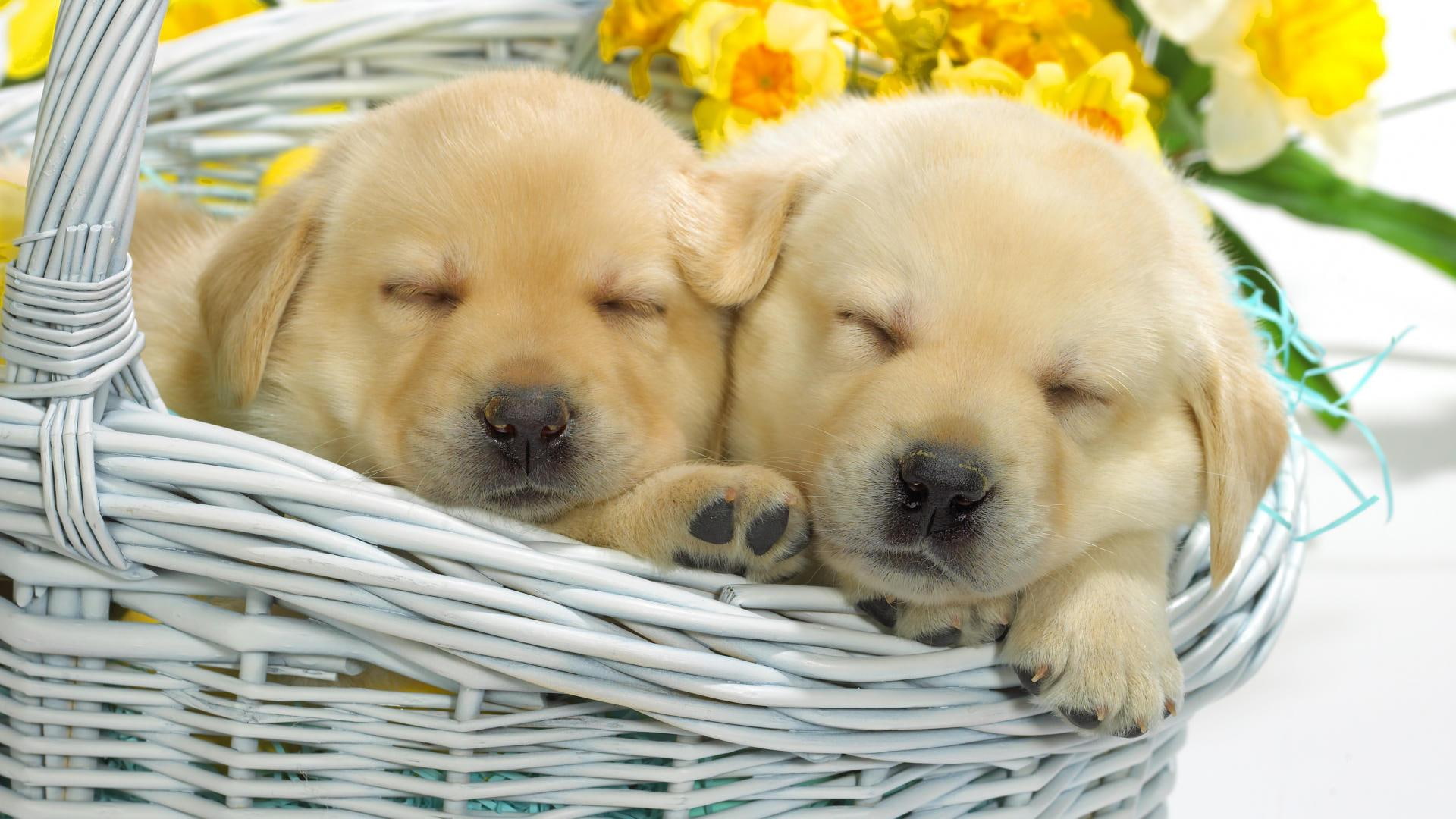 sleepers, animals, animal, pair, sweet, basket, puppy, 1080P, sleep, HD Wallpaper