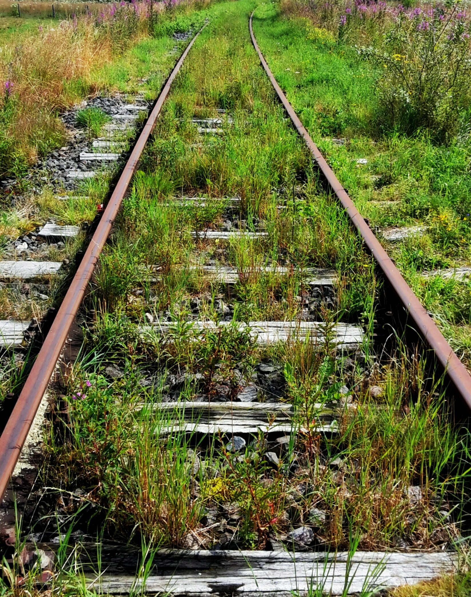 day, overgrown, growth, plant, weed, diminishing perspective, no people, vegetation, railroad track, the way forward, high angle view, rail traffic, railroad tracks, Phone HD Wallpaper