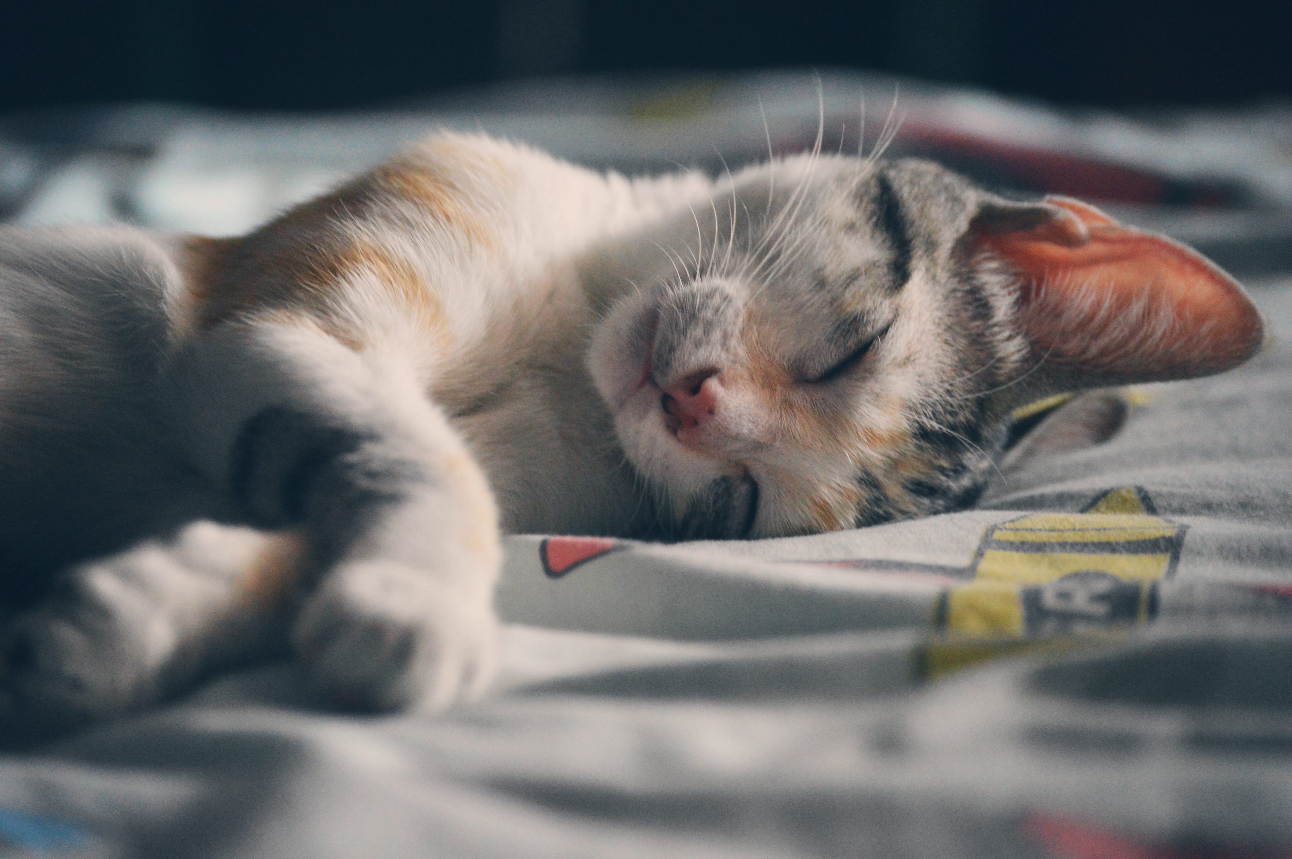 sleeper, charming, dream, mammal, pretty, animal head, selective focus, one animal, textile, orange, fur, tabby, portraiture, close-up, feline, domestic cat, HD Wallpaper