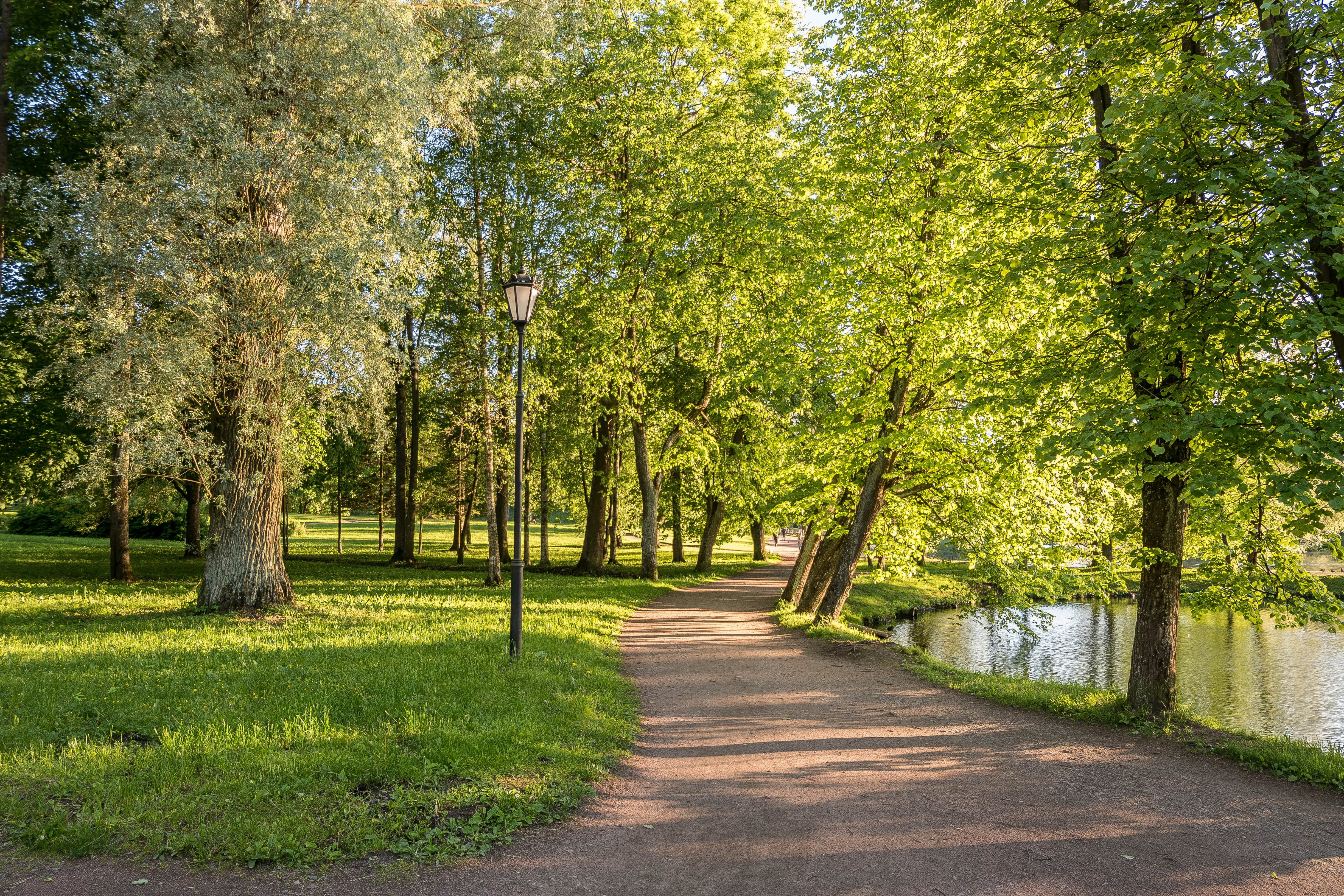 beauty In Nature, leaf, nature, the way forward, treelined, forest, lisakot, trees, footpath, shadow, landscape, love, nikitakos, beauty, tranquil scene, HD Wallpaper
